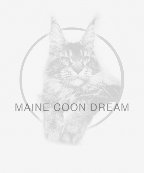 mainecoon dream 500x600 1