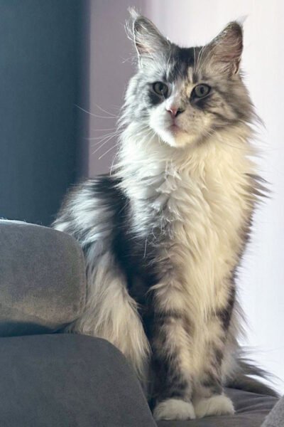 kila
