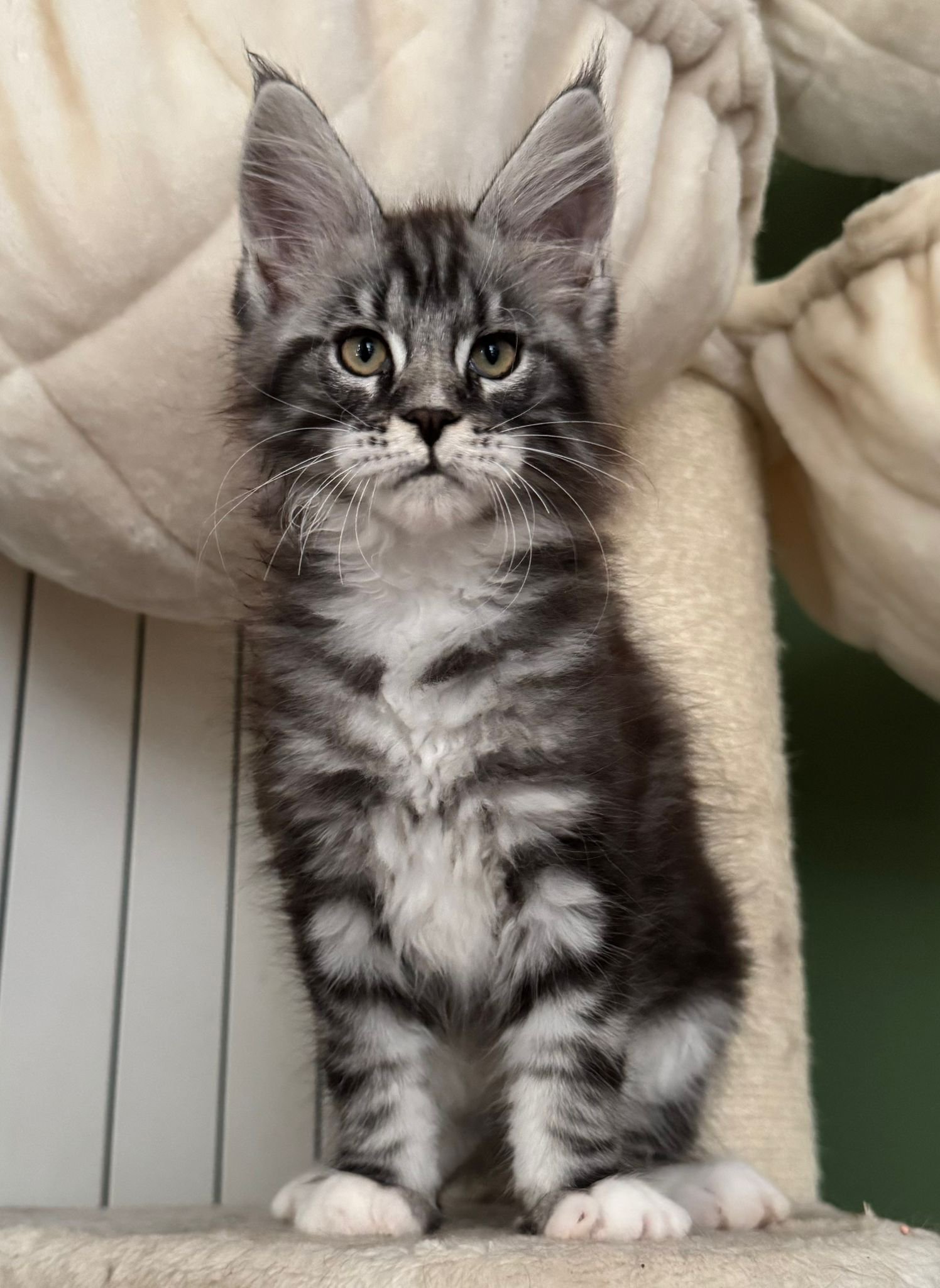 cuccioli 27 giugno 2025