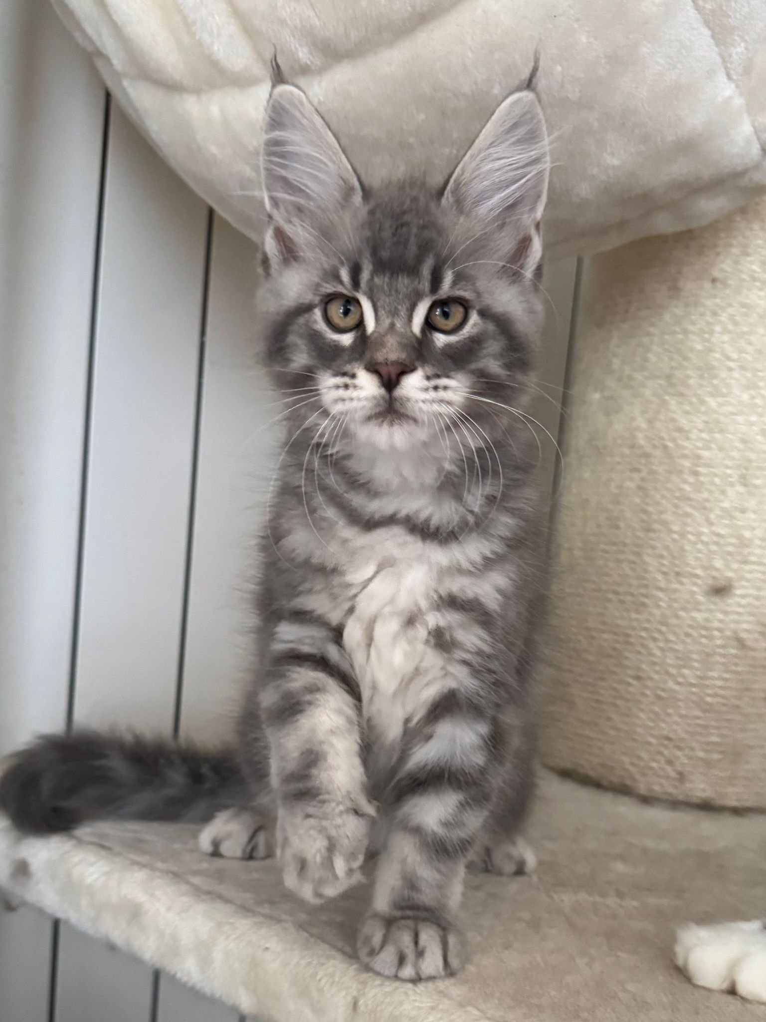 cuccioli 27 giugno 2025