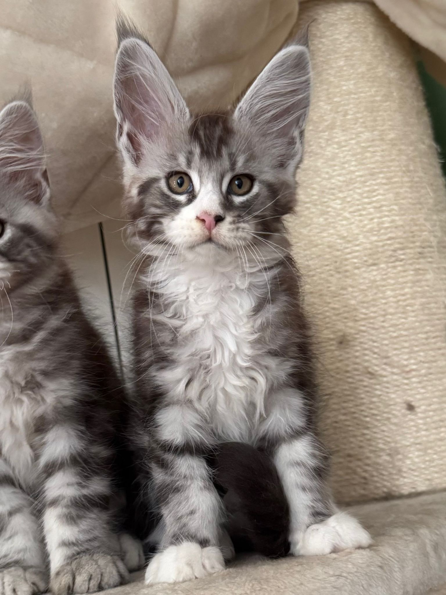 cuccioli 2 luglio 2025