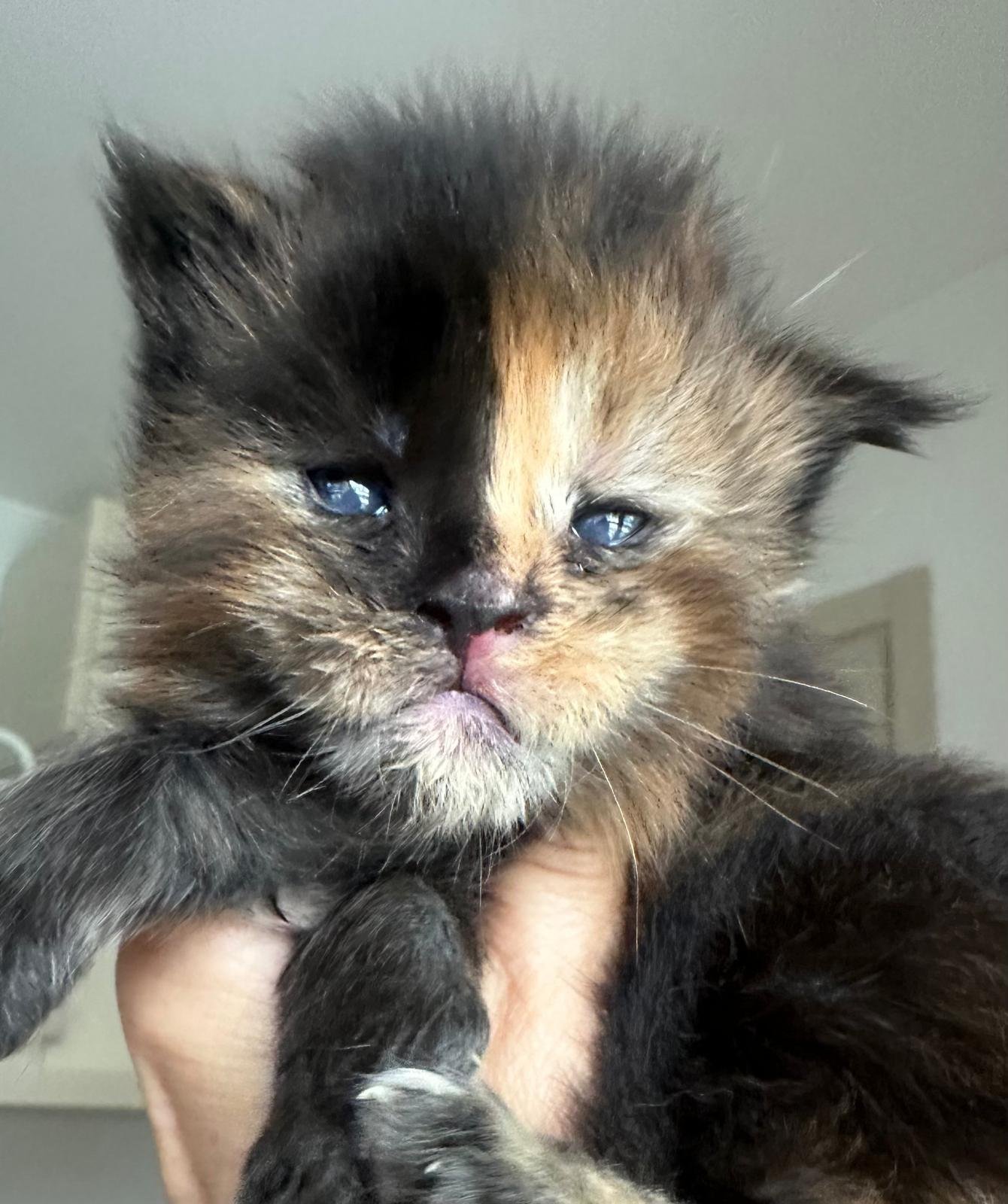 Maine Coon cuccioli 30 agosto 2025