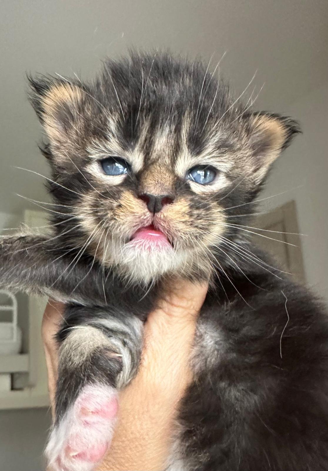 Maine Coon cuccioli 30 agosto 2025