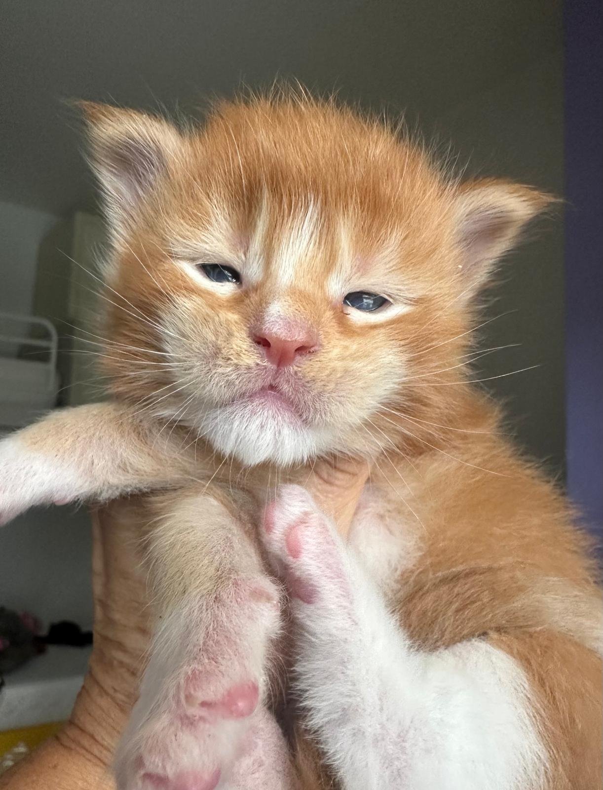 Maine Coon cuccioli 30 agosto 2025