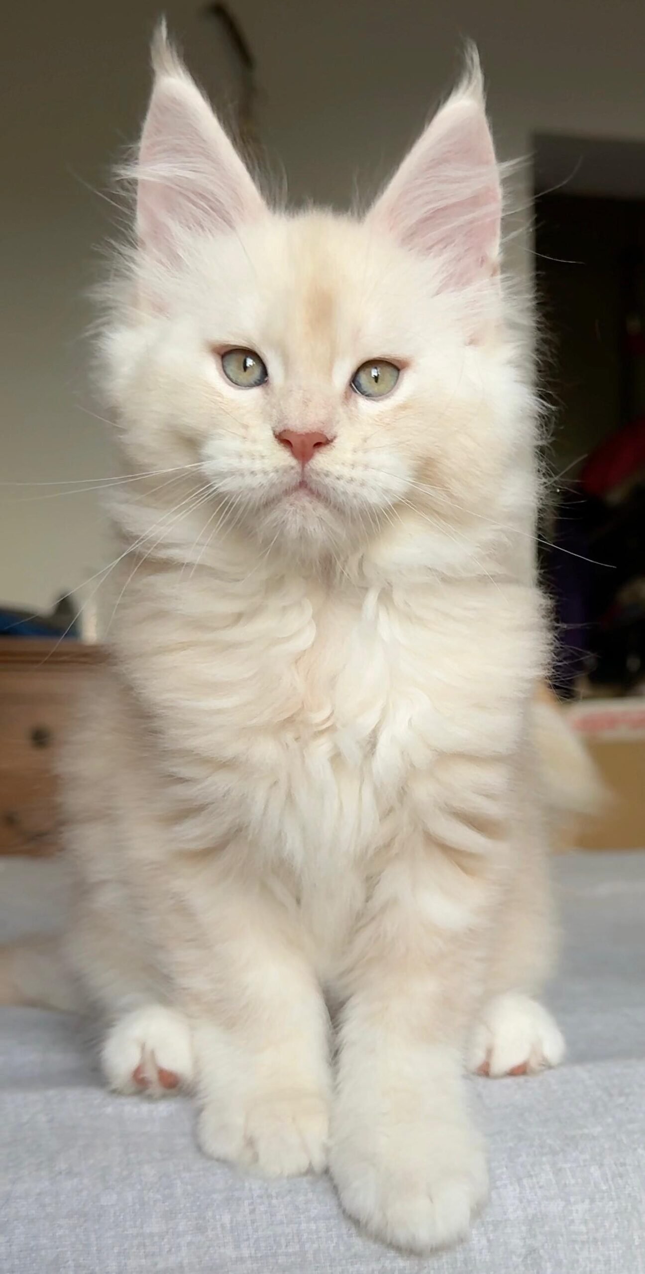 cuccioli 3 agosto 2025