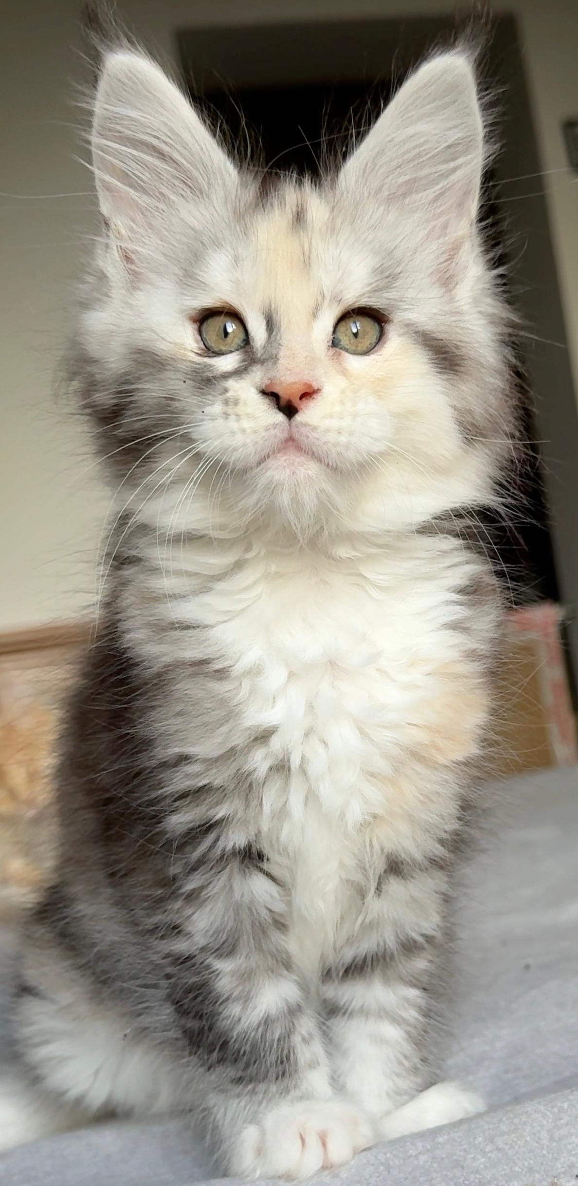 cuccioli 3 agosto 2025