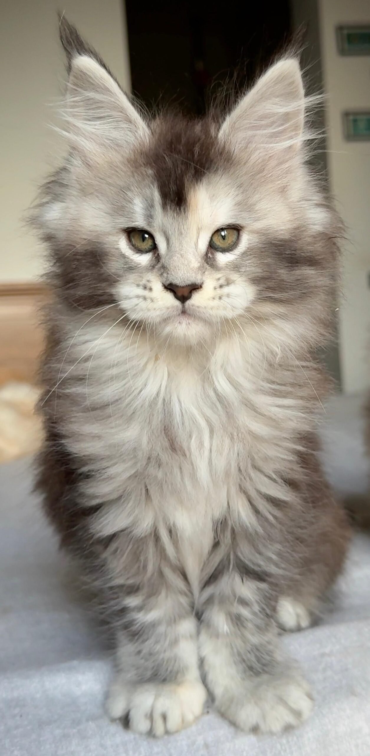 cuccioli 3 agosto 2025