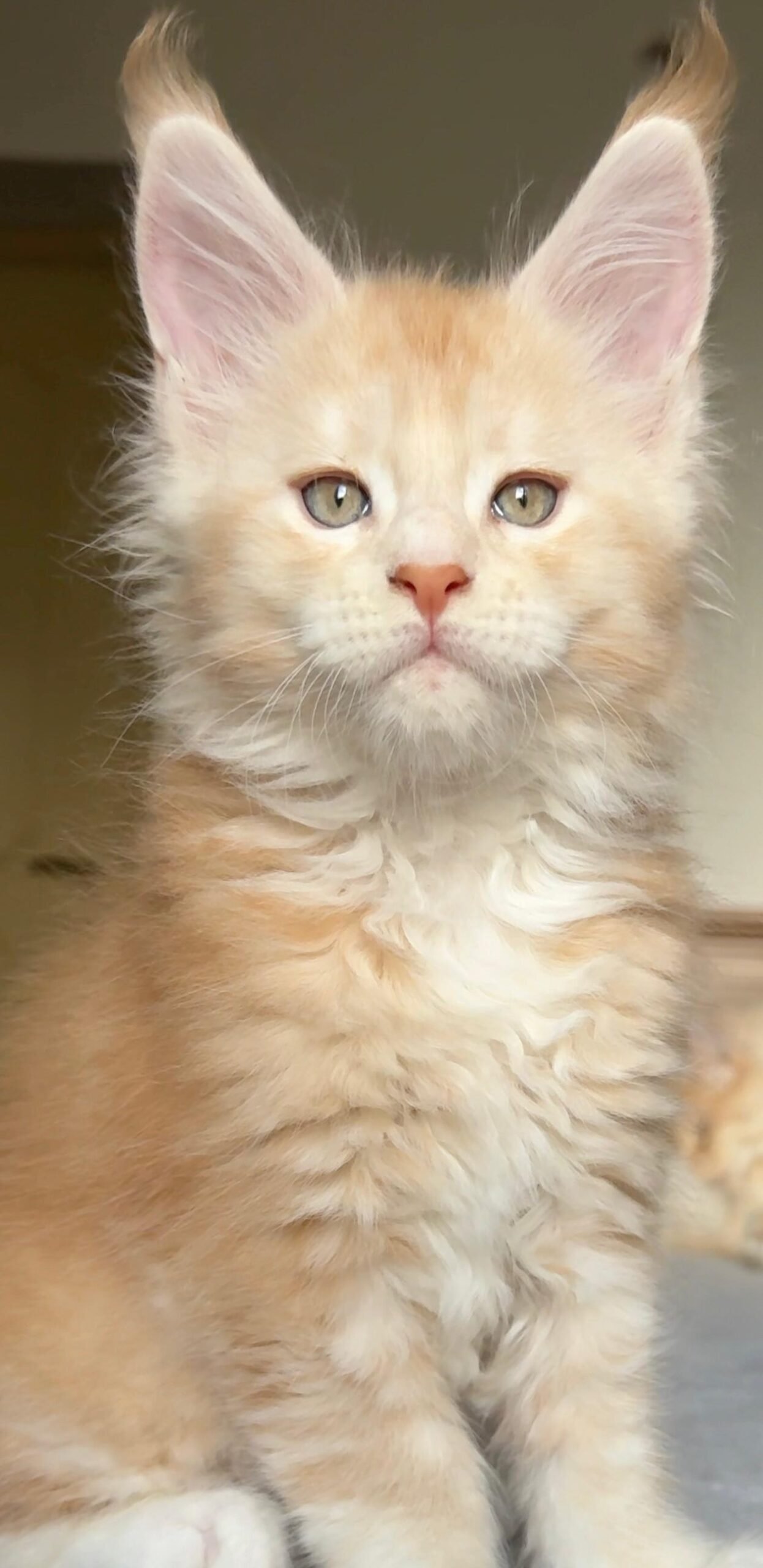 cuccioli 3 agosto 2025