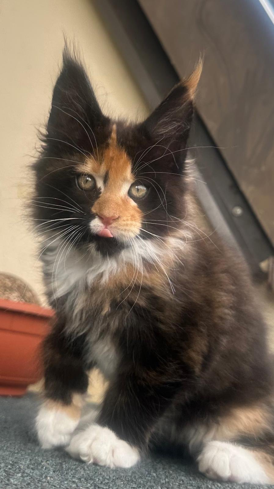 Maine Coon cuccioli 31 luglio 2025