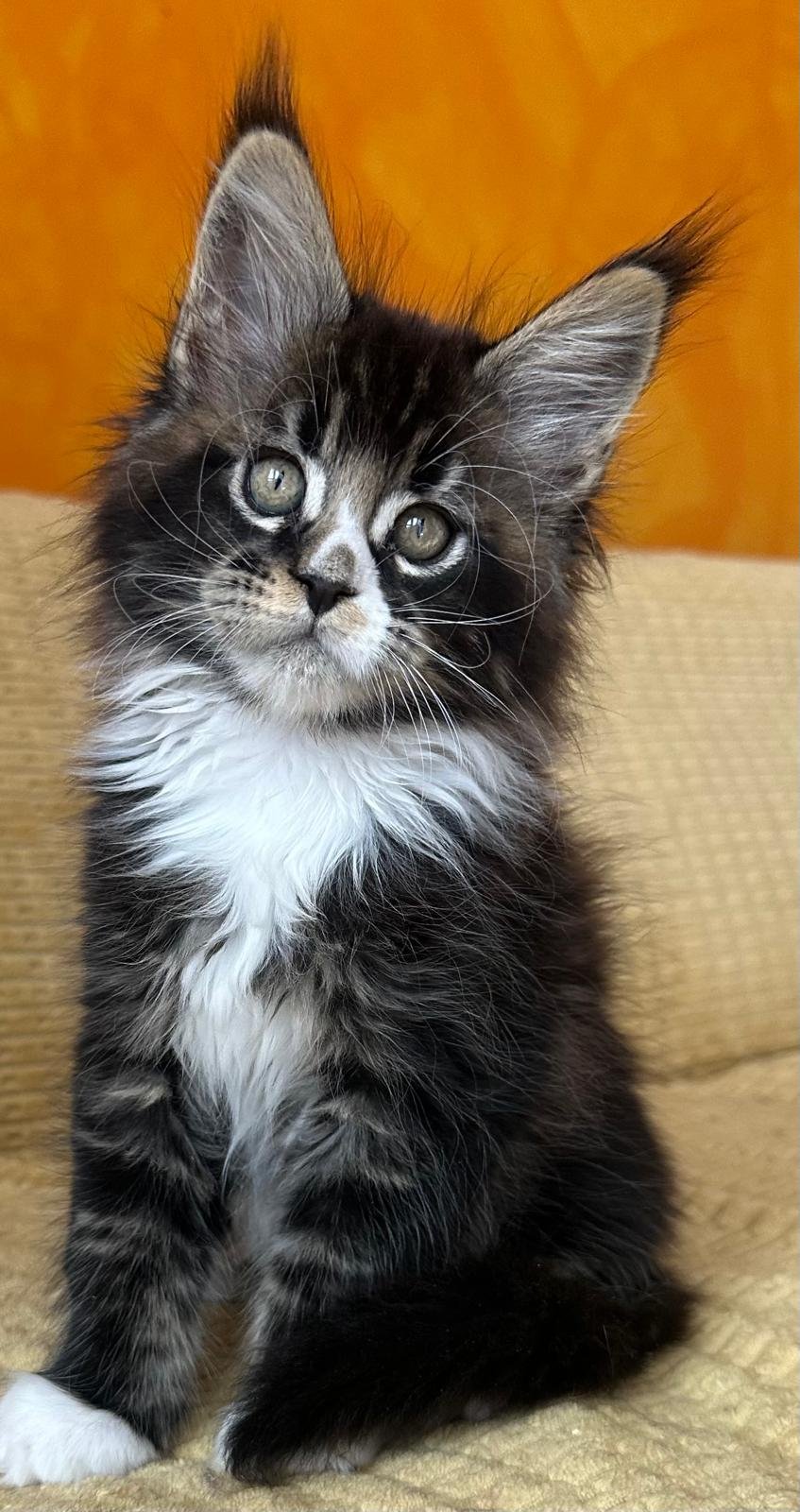 Maine Coon cuccioli 31 luglio 2025