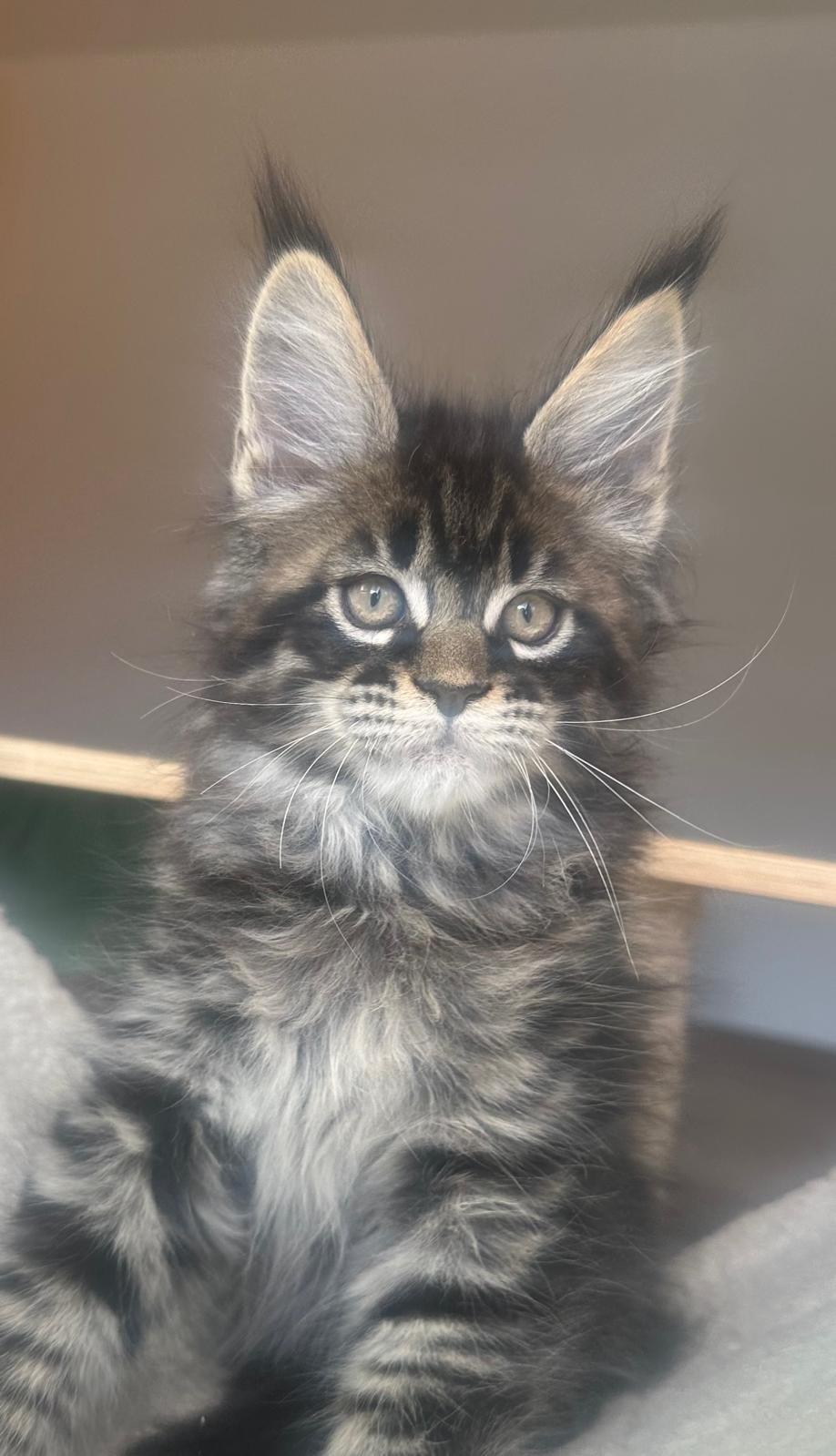 Maine Coon cuccioli 31 luglio 2025