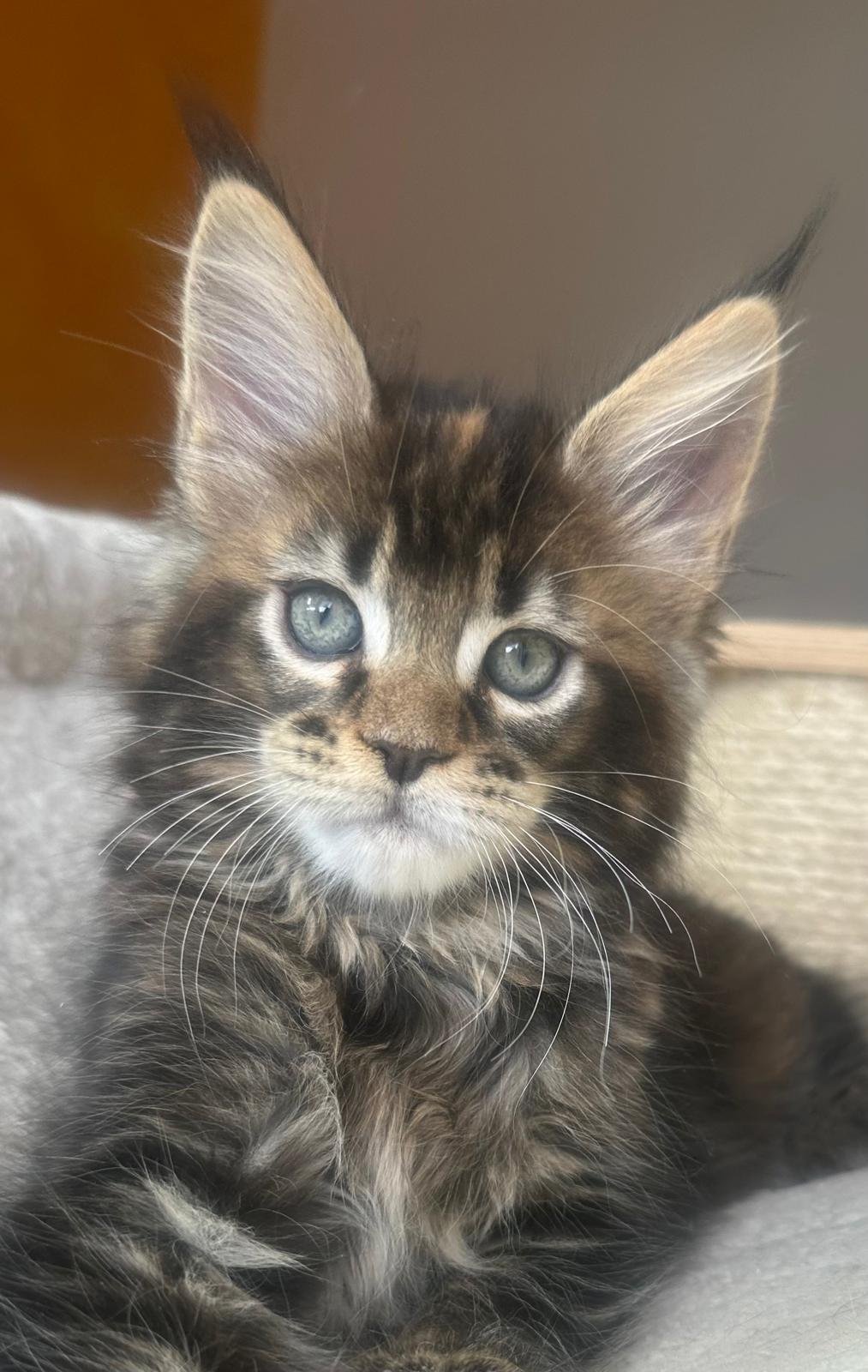 Maine Coon cuccioli 31 luglio 2025