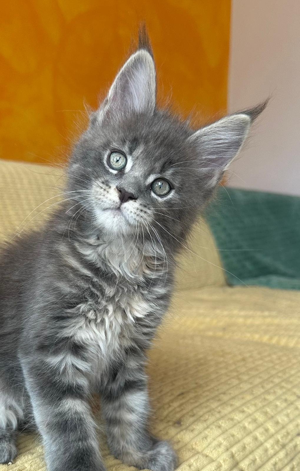 Maine Coon cuccioli 31 luglio 2025