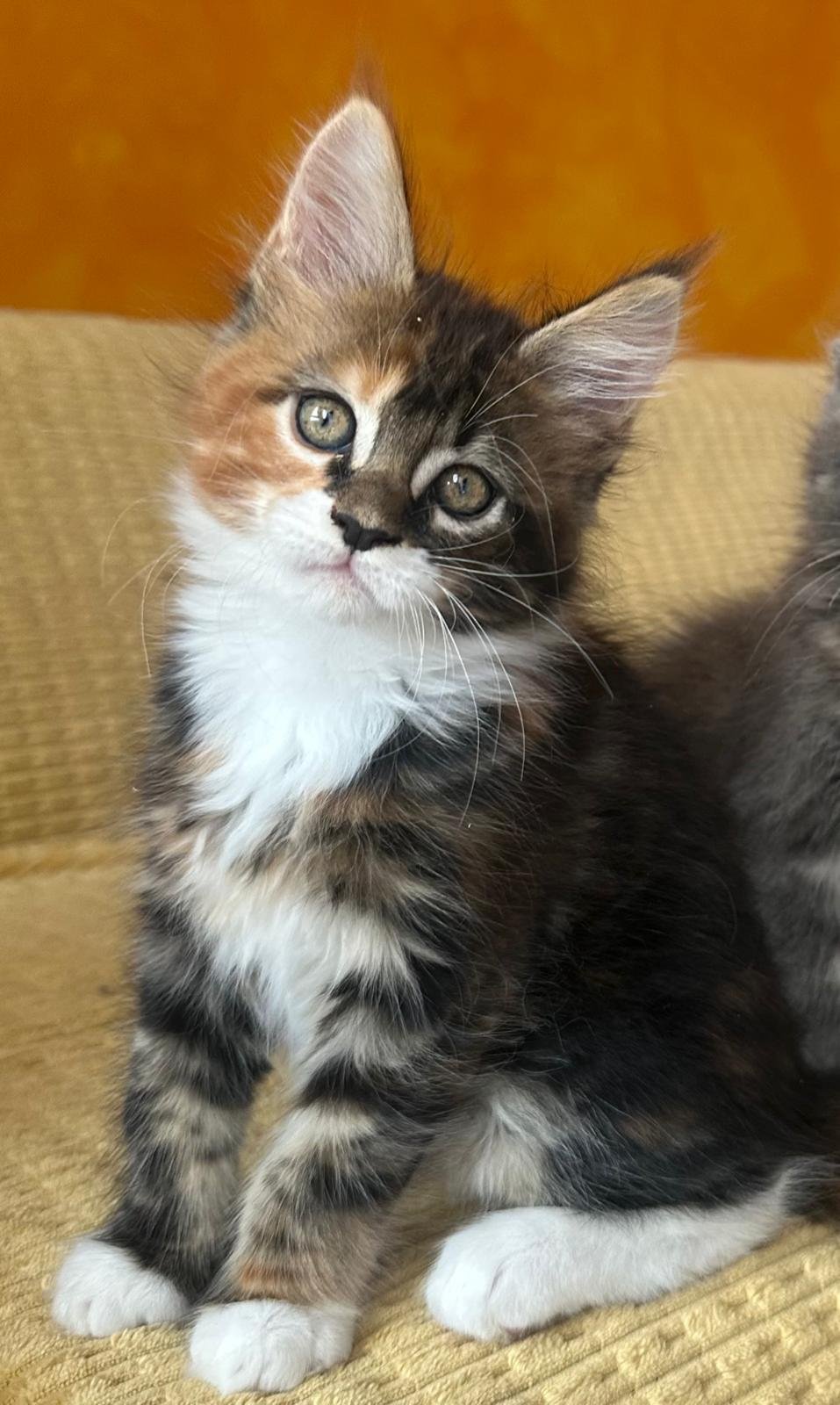 Maine Coon cuccioli 31 luglio 2025