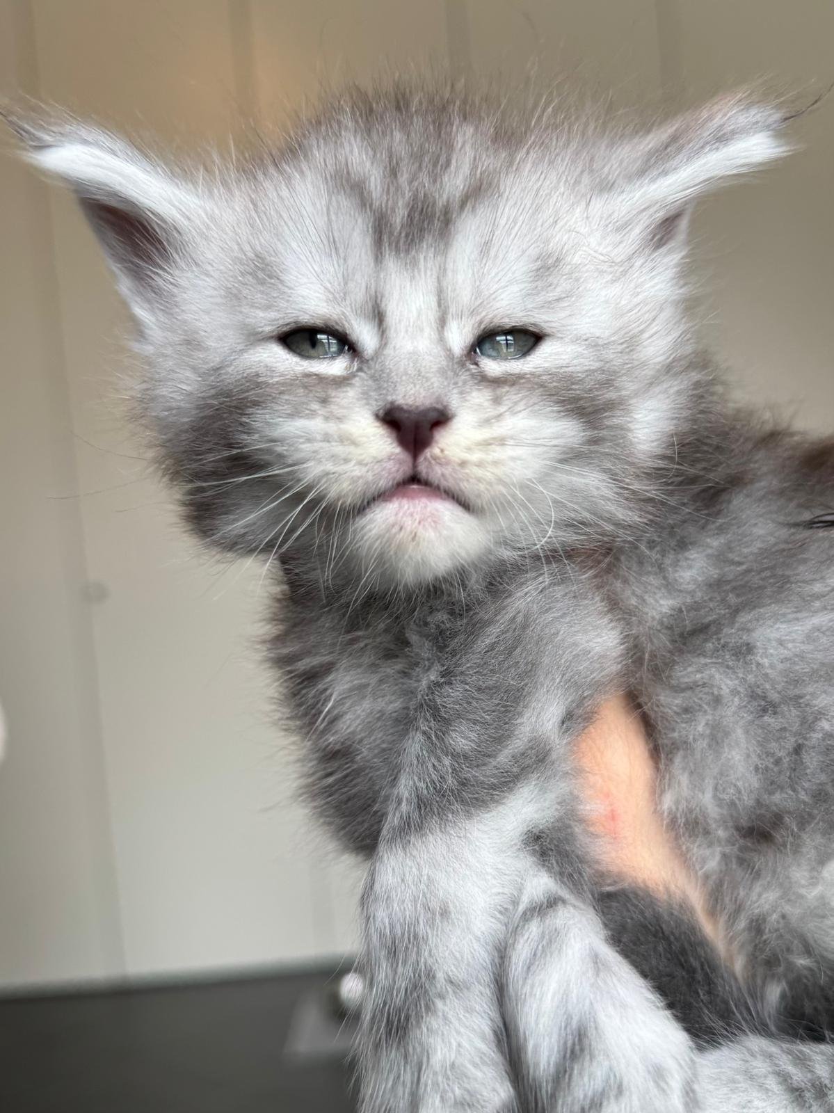 cuccioli 3 settembre 2025