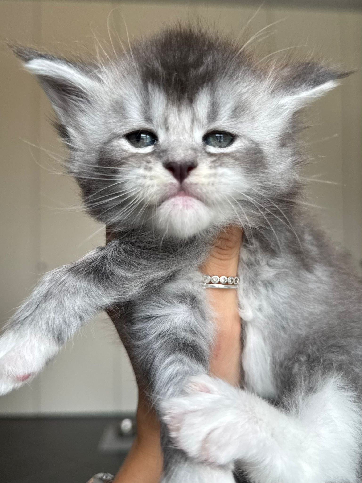 cuccioli 3 settembre 2025