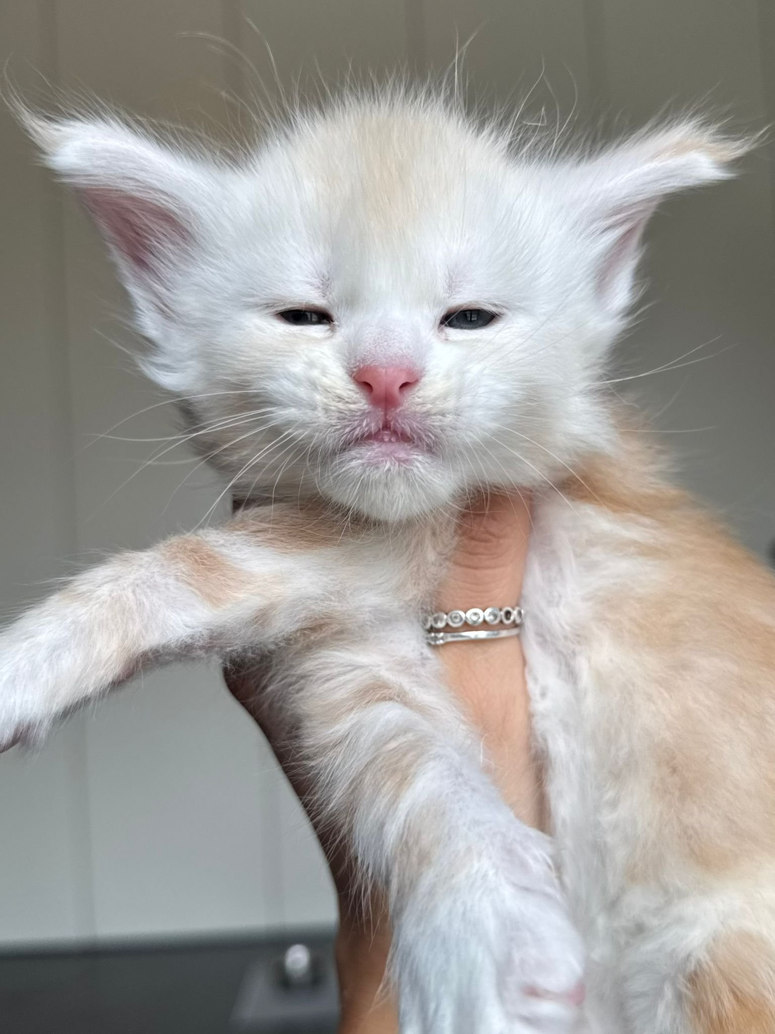 cuccioli 3 settembre 2025