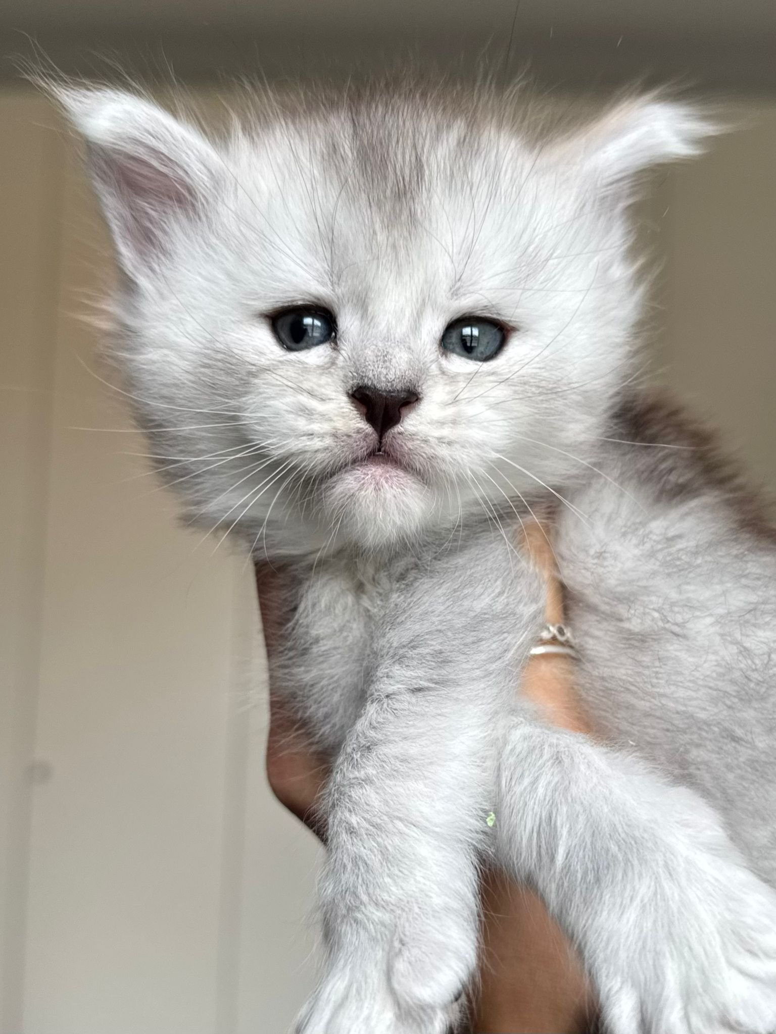 cuccioli 3 settembre 2025