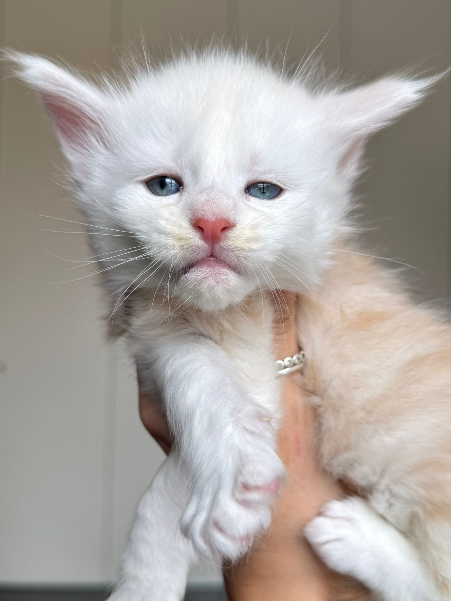 cuccioli 3 settembre 2025