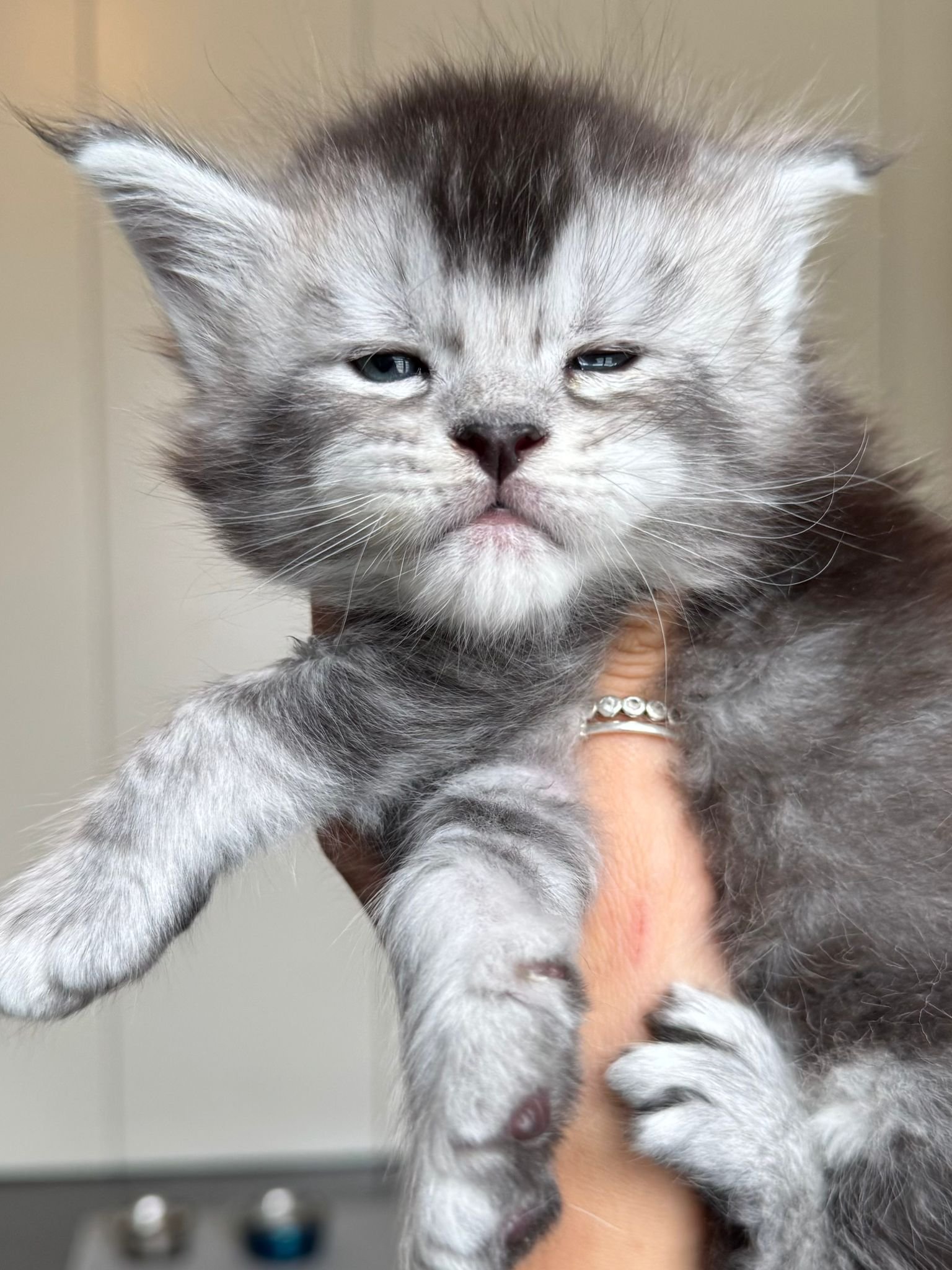 cuccioli 3 settembre 2025