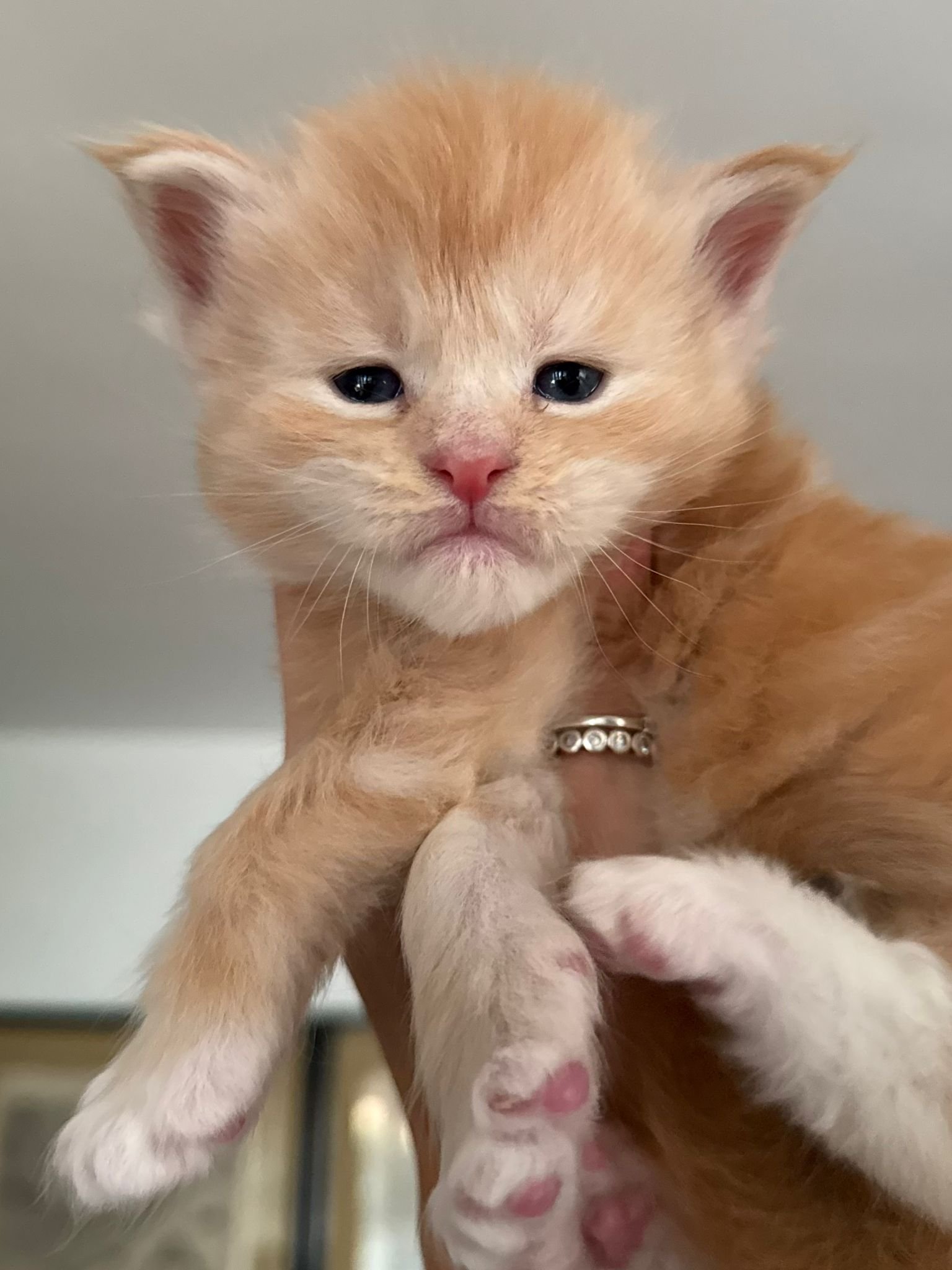 nati il 19 ottobre 2025