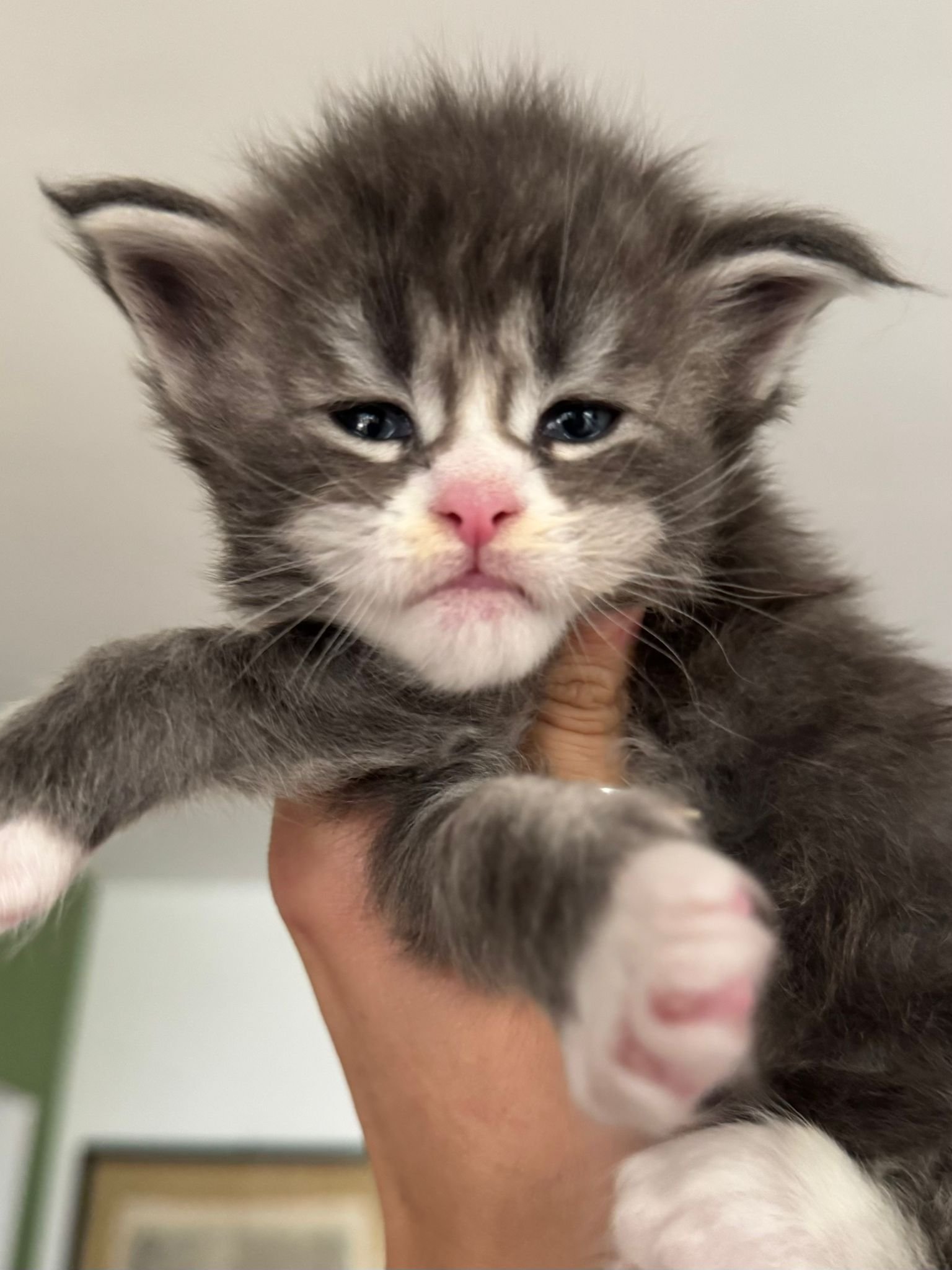 nati il 19 ottobre 2025