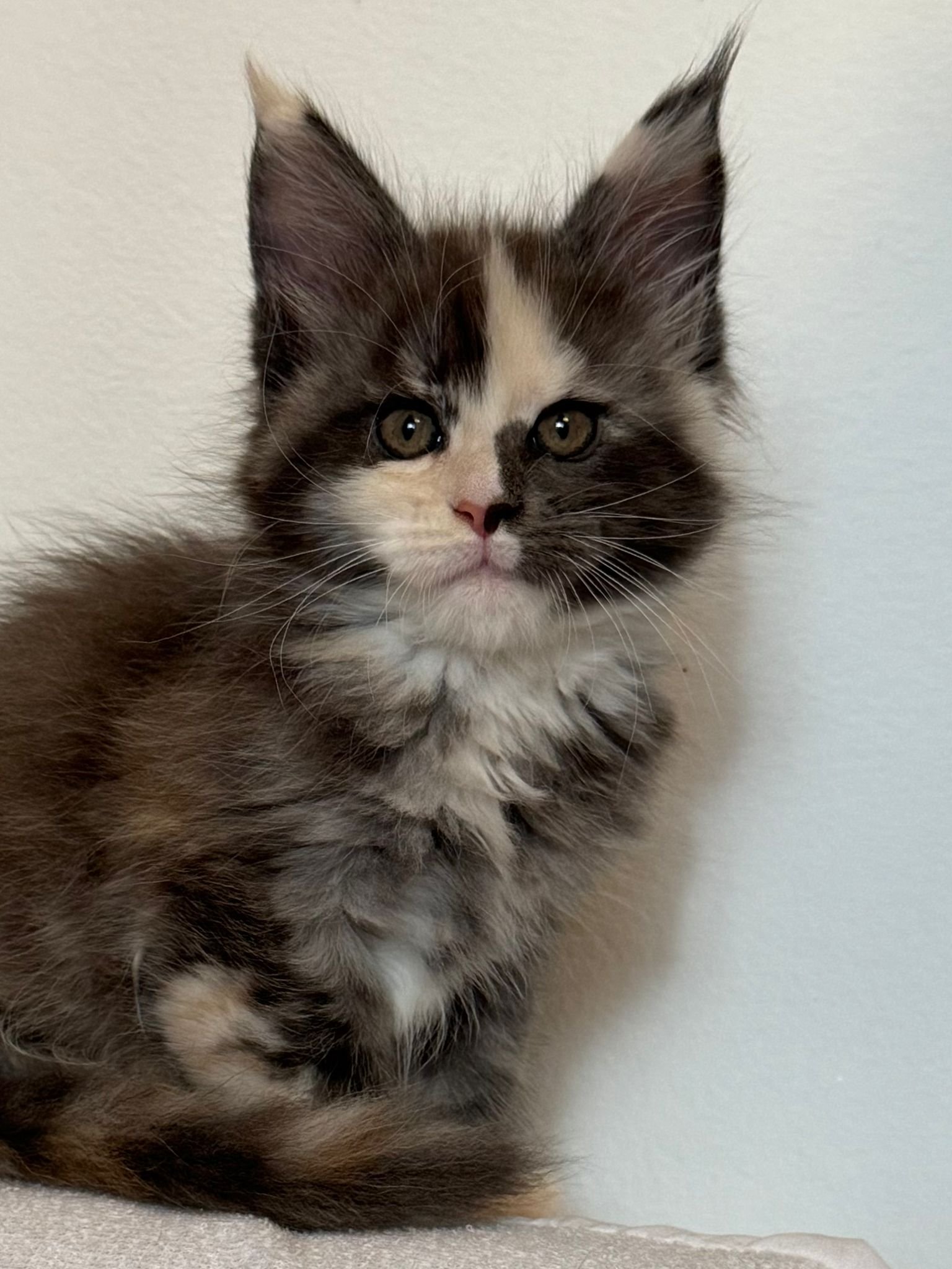 nati il 24 settembre 2025