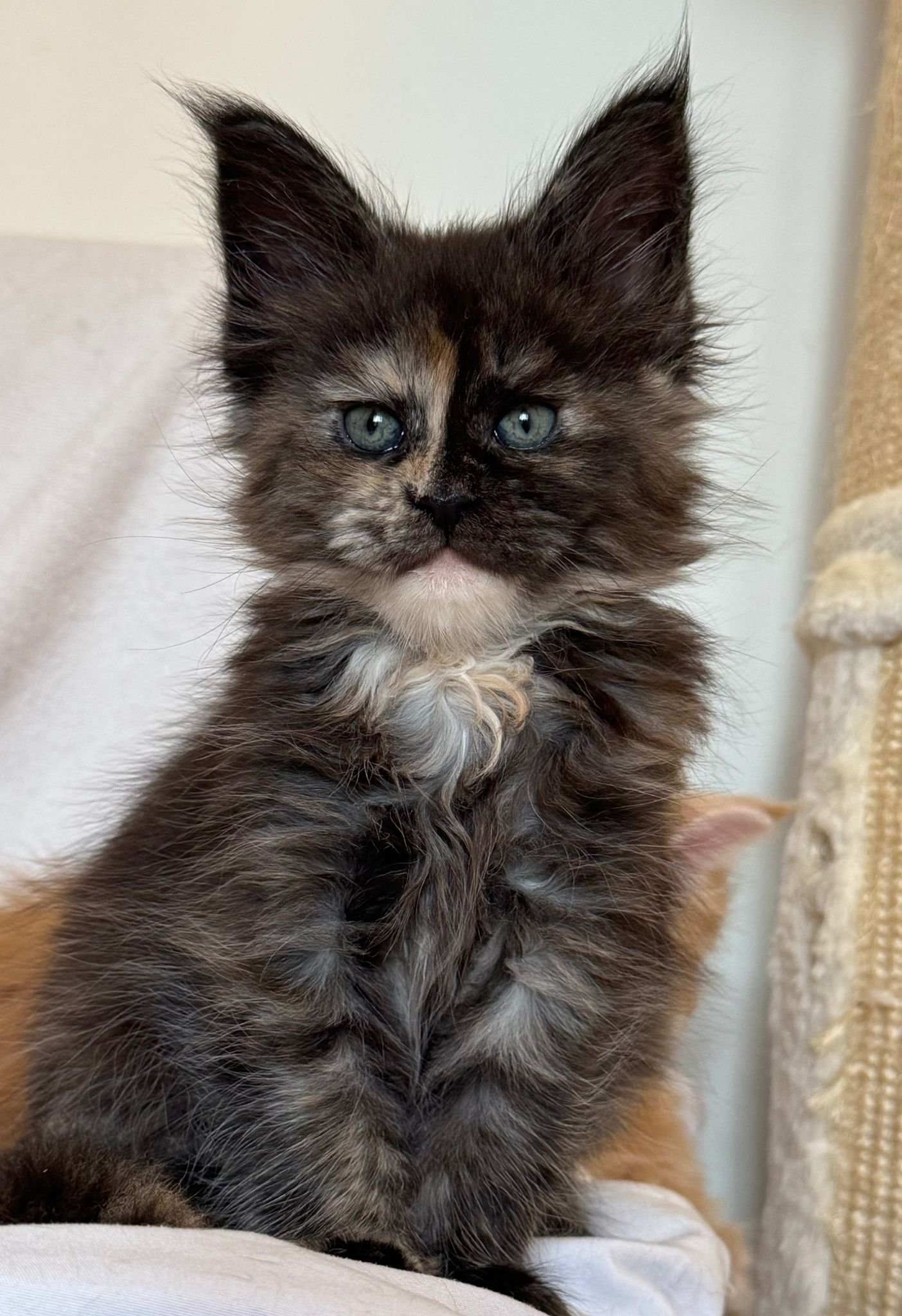 nati il 24 settembre 2025