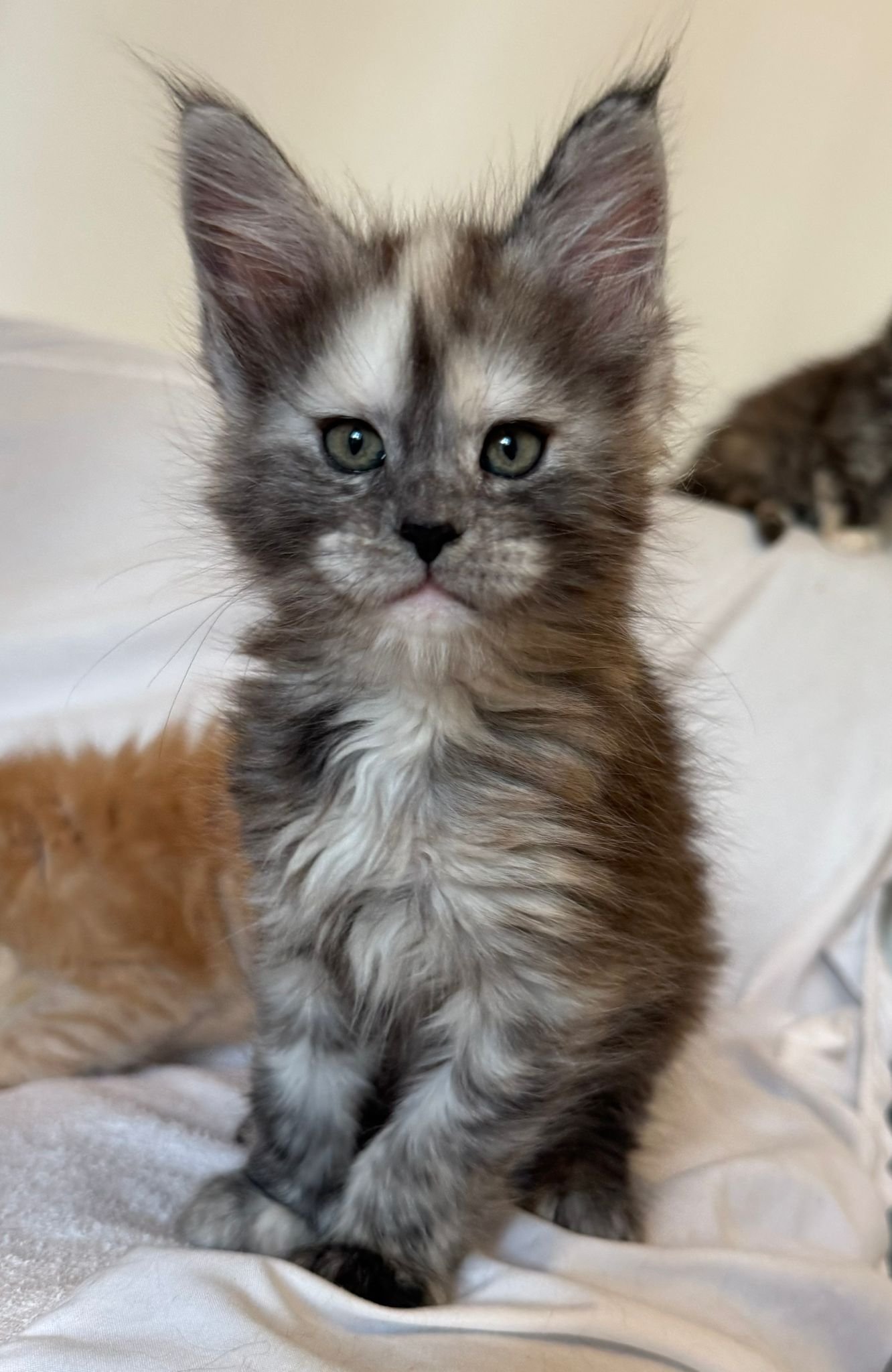 nati il 24 settembre 2025