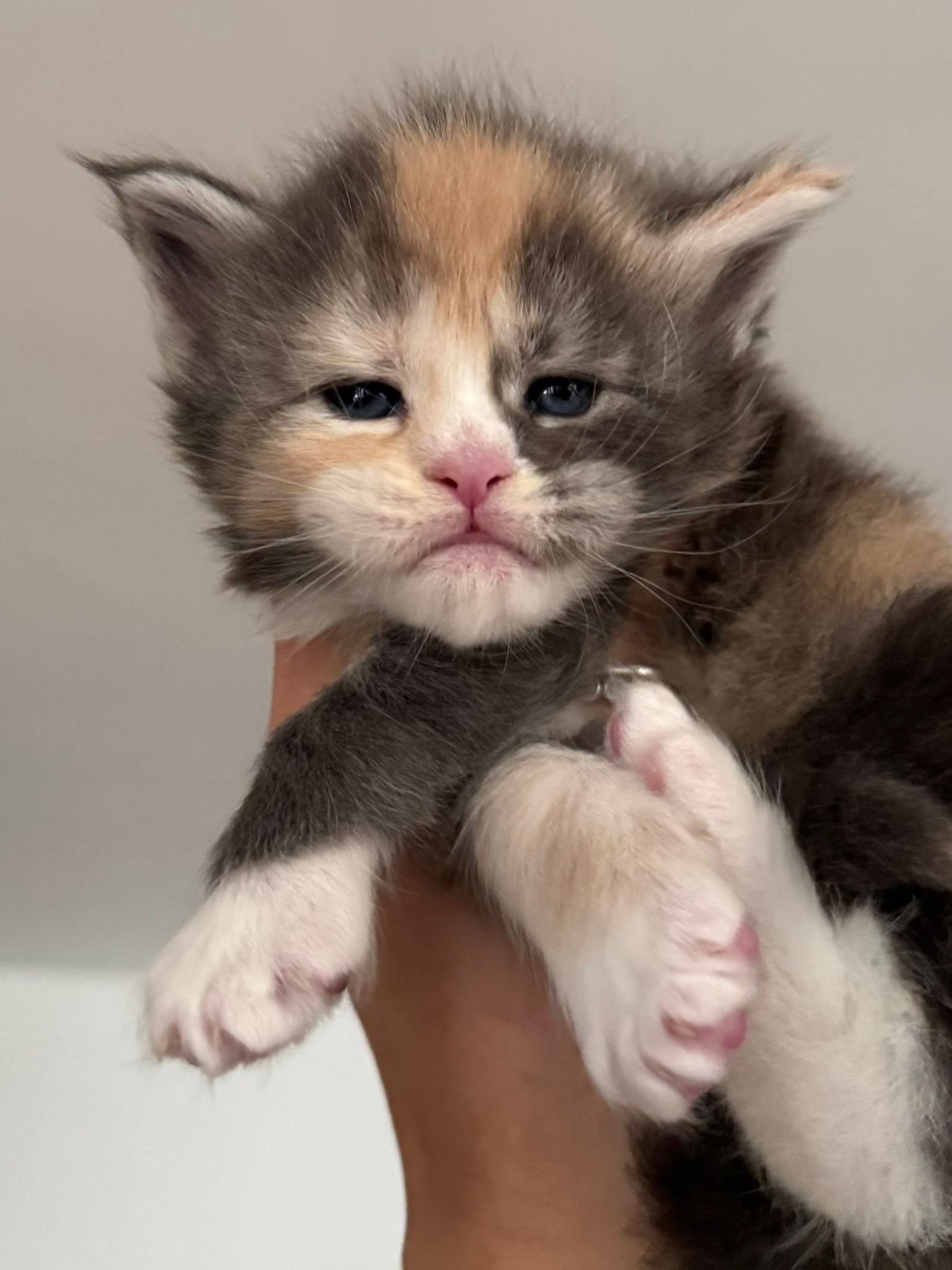 nati il 19 ottobre 2025