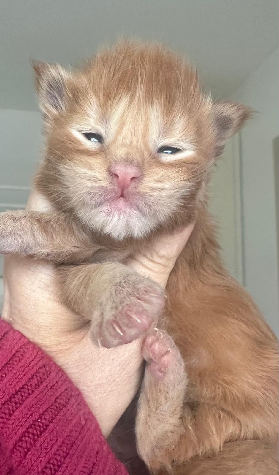 nati il 18 dicembre 2025