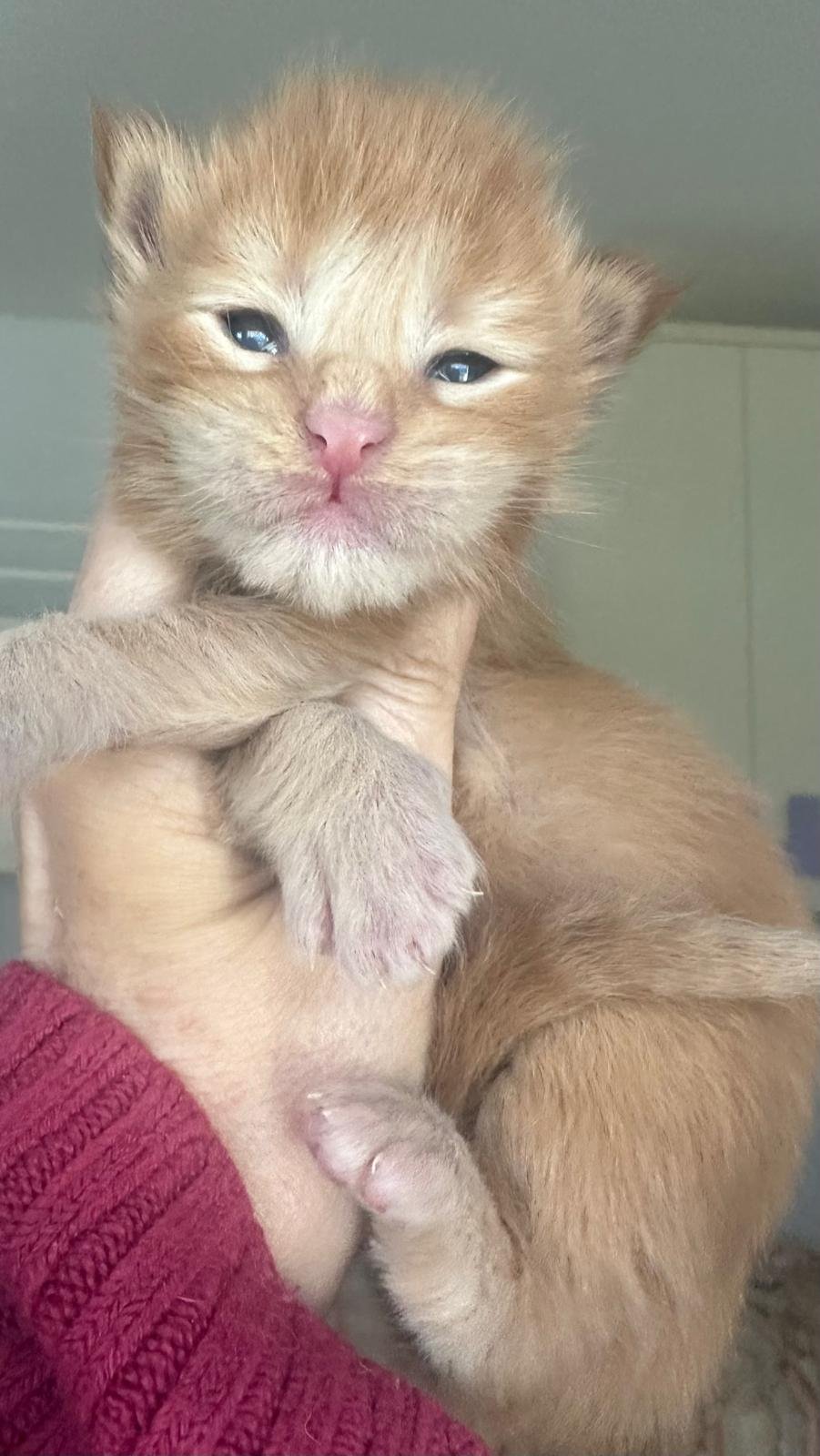 nati il 18 dicembre 2025