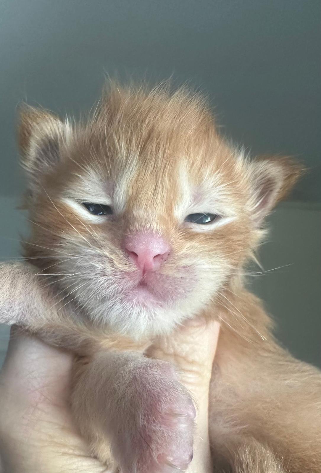 nati il 18 dicembre 2025