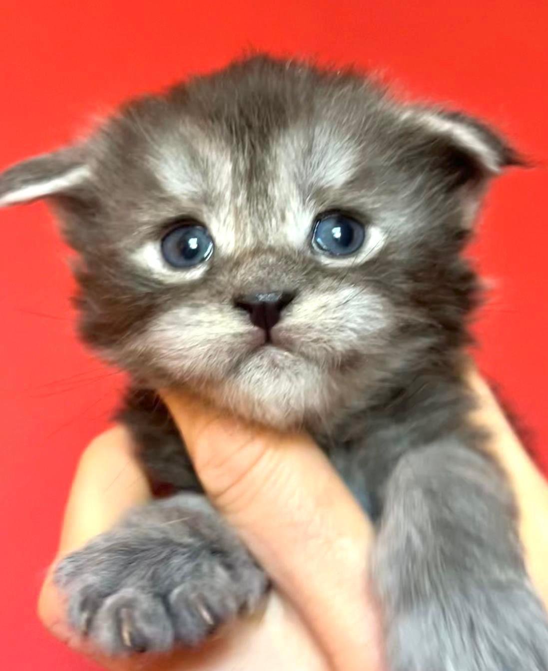 nati il 7 dicembre 2025