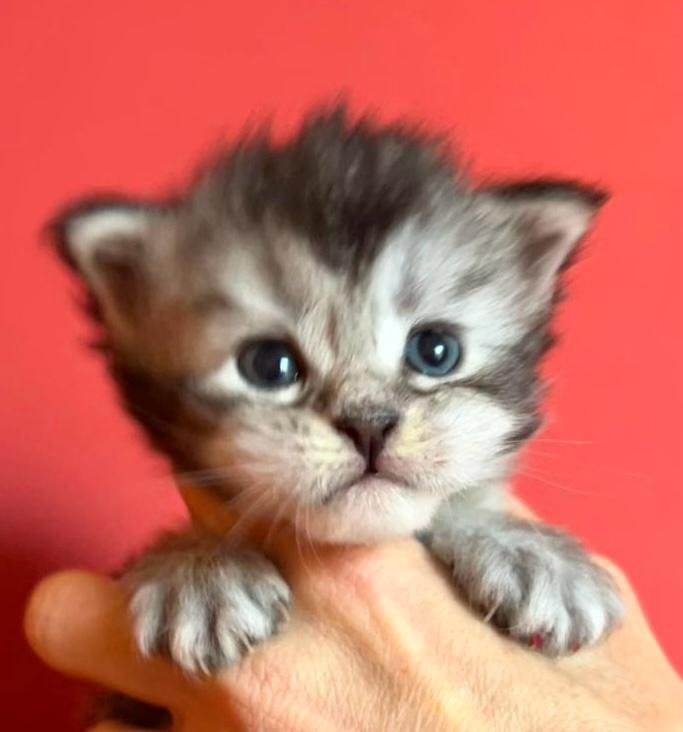 nati il 7 dicembre 2025