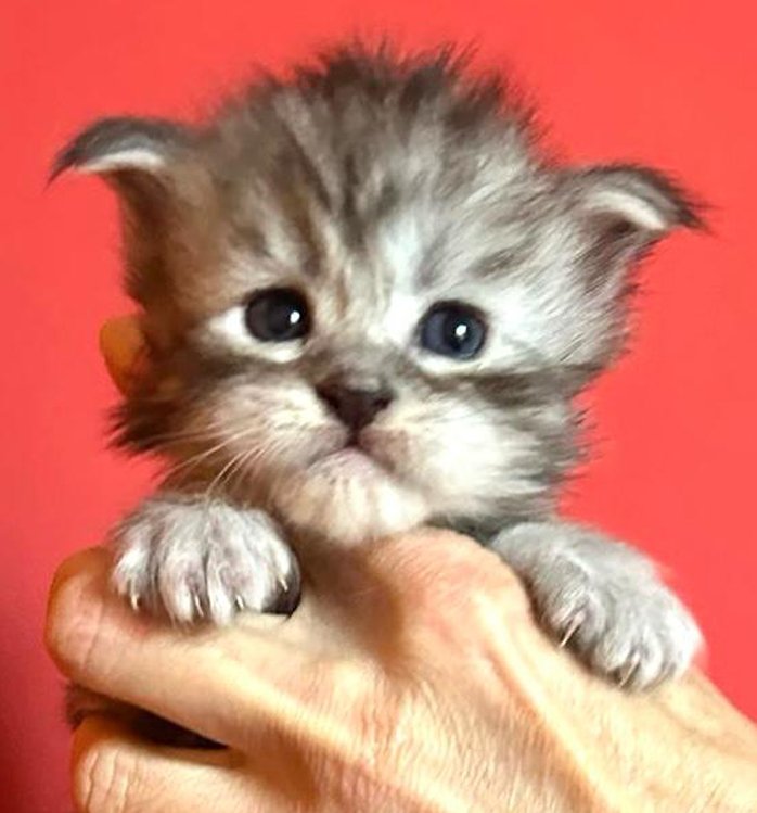 nati il 7 dicembre 2025