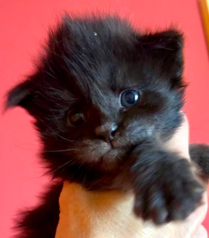 nati il 7 dicembre 2025