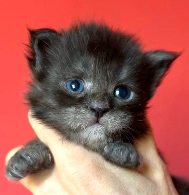 nati il 7 dicembre 2025