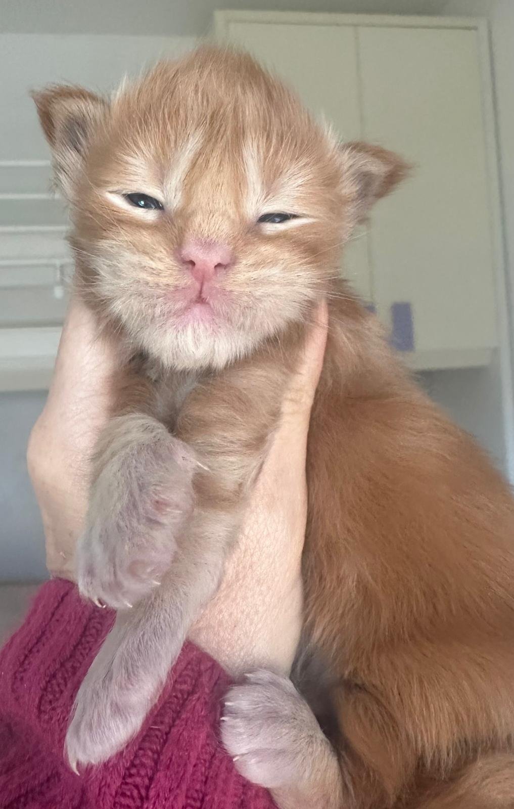 nati il 18 dicembre 2025