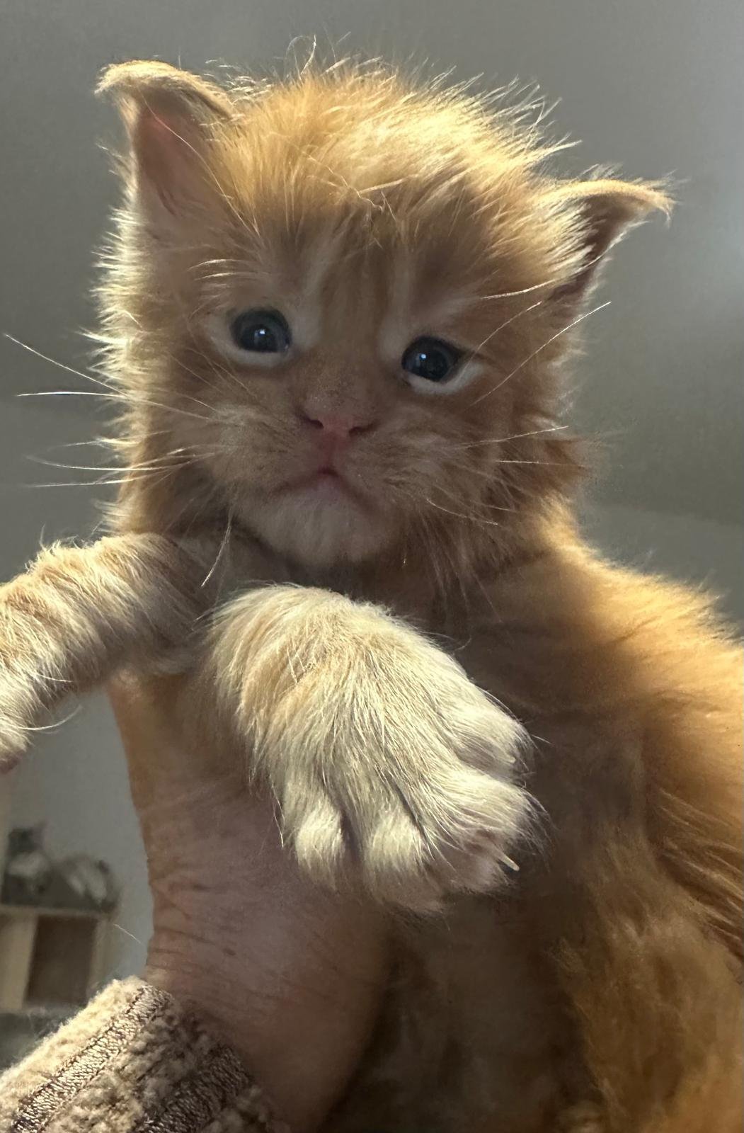 nati il 18 dicembre 2025