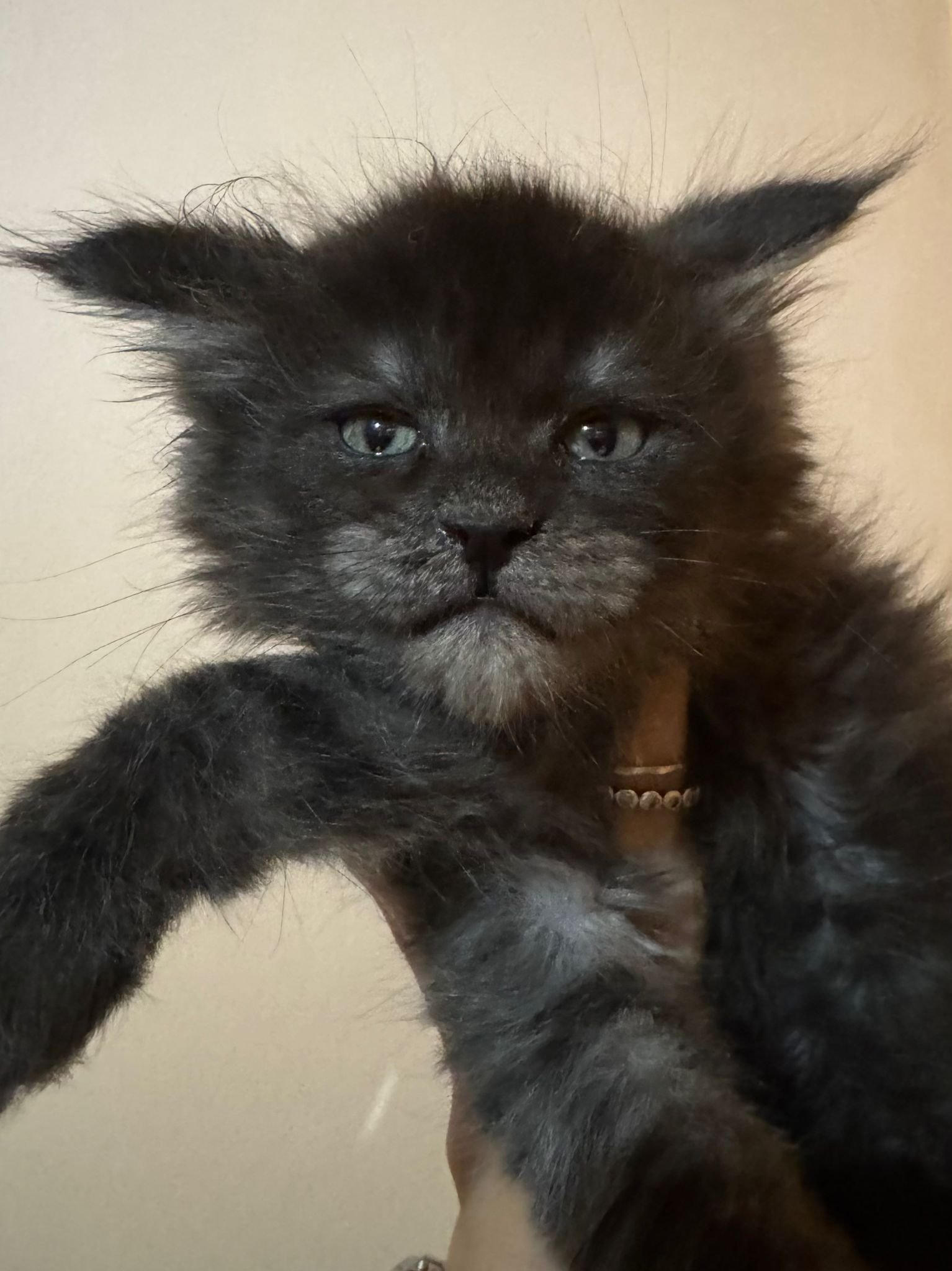 nati il 7 dicembre 2025