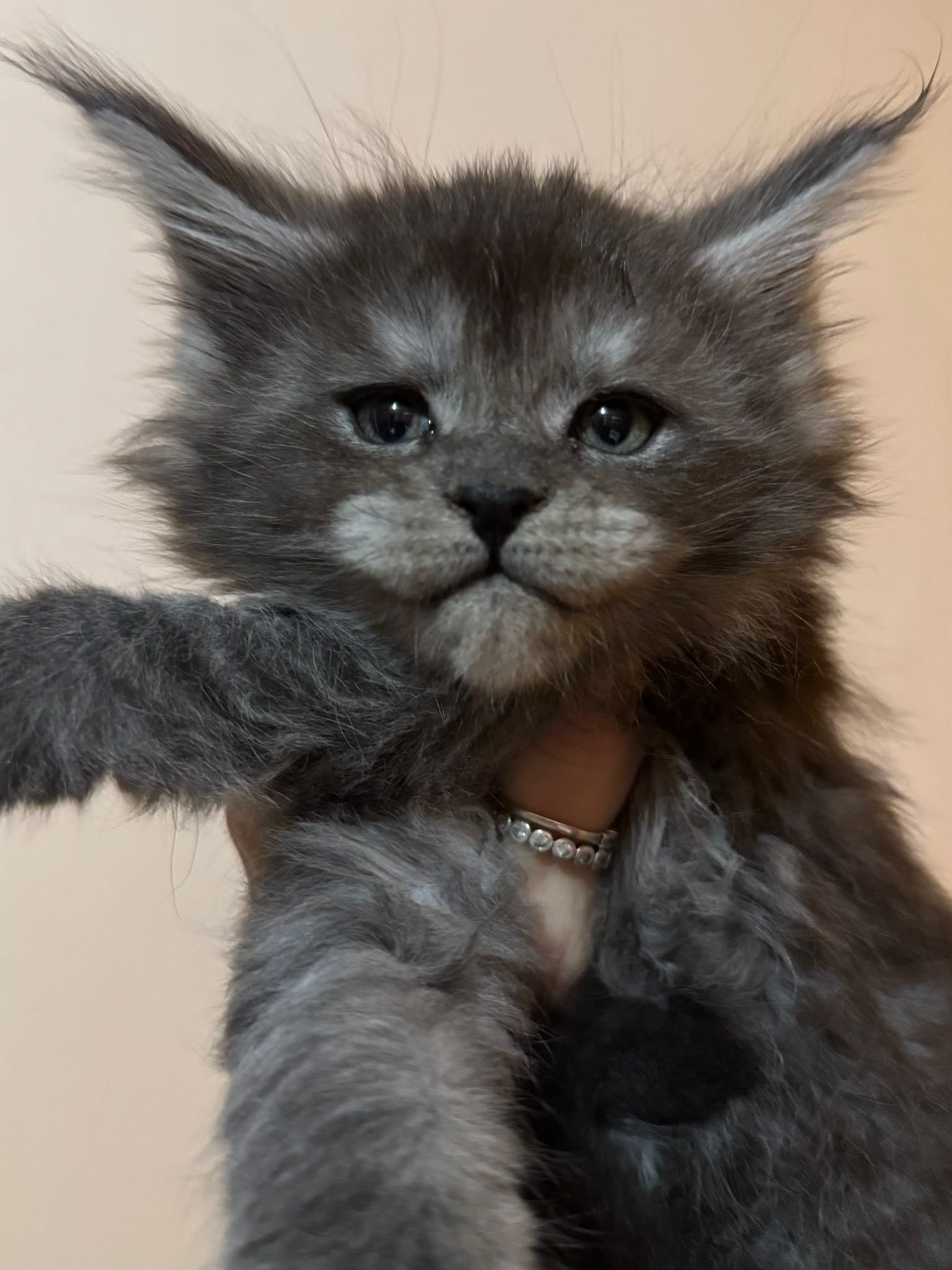 nati il 7 dicembre 2025