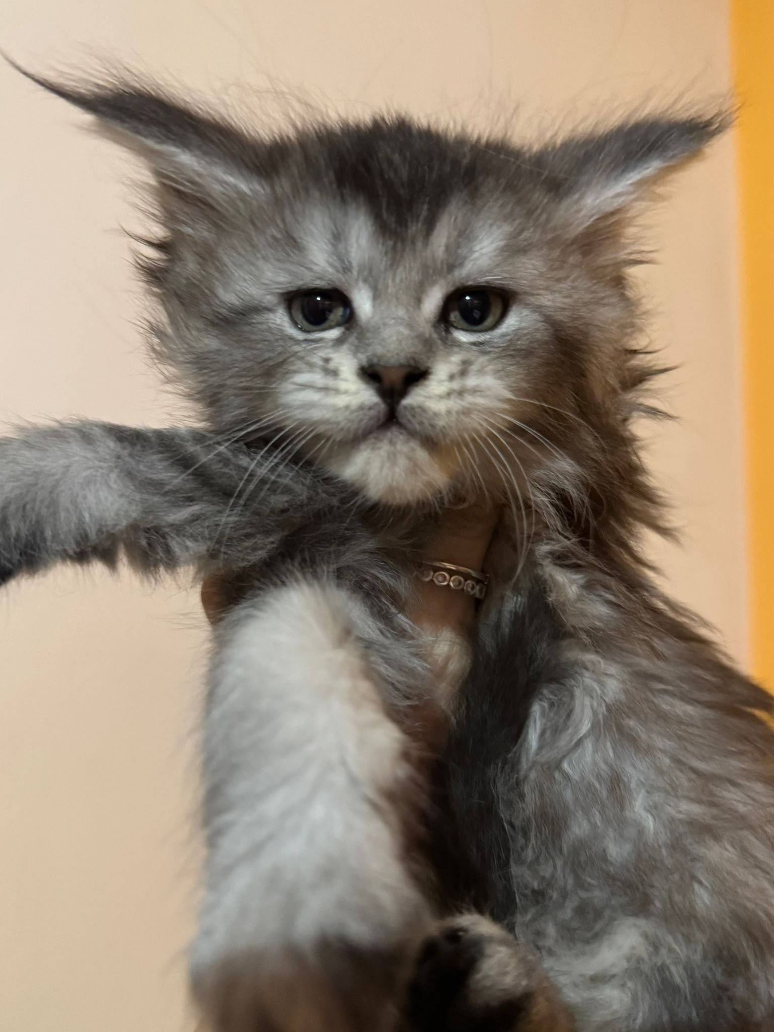 nati il 7 dicembre 2025