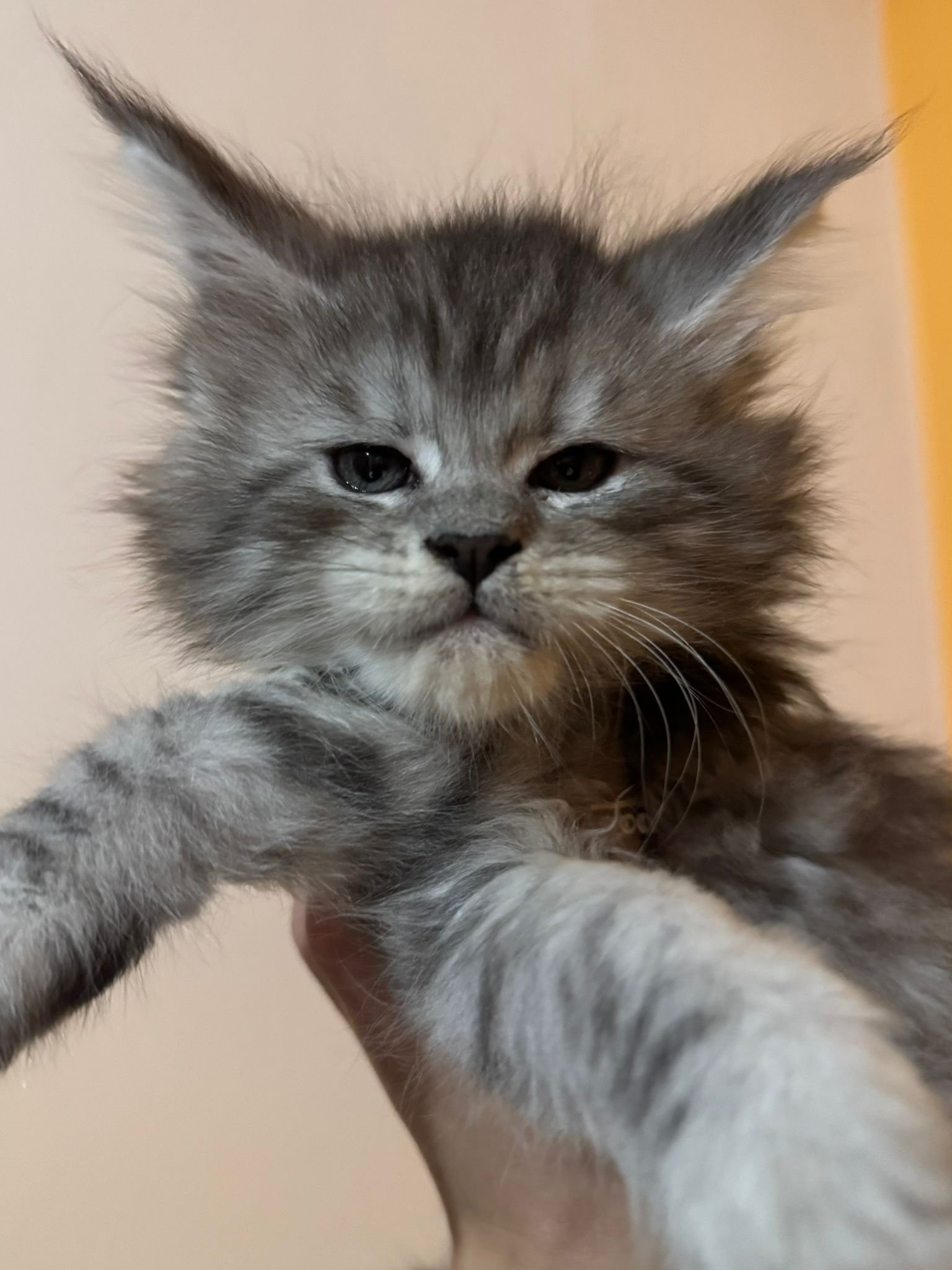 nati il 7 dicembre 2025