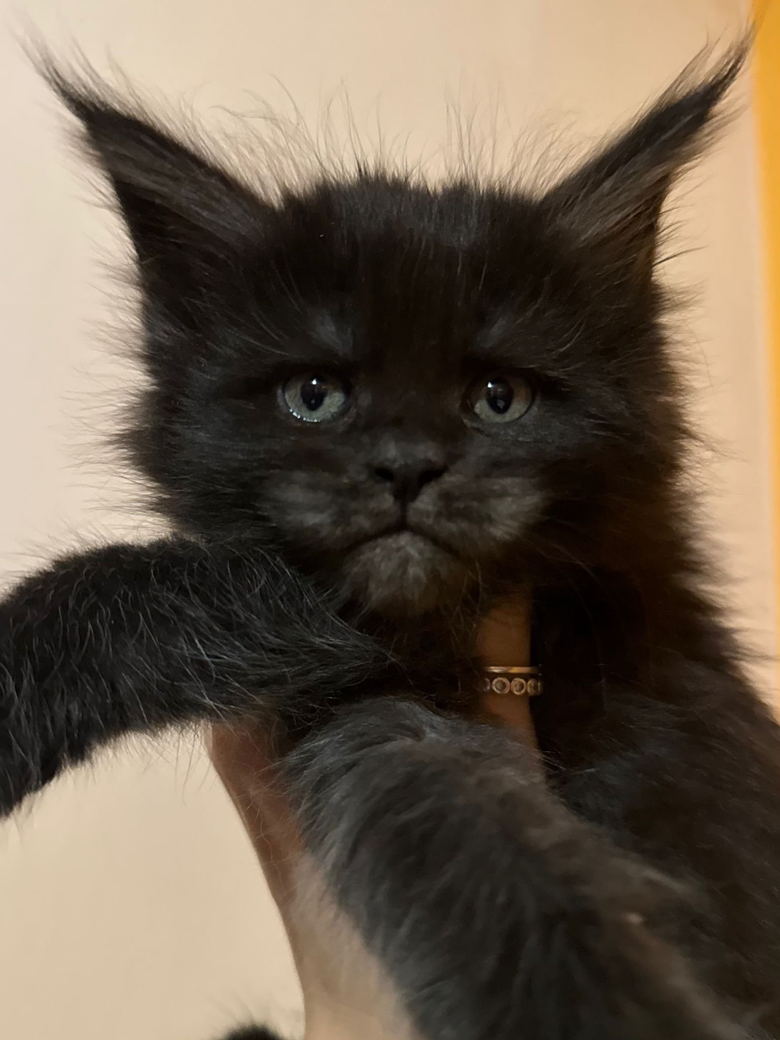 nati il 7 dicembre 2025