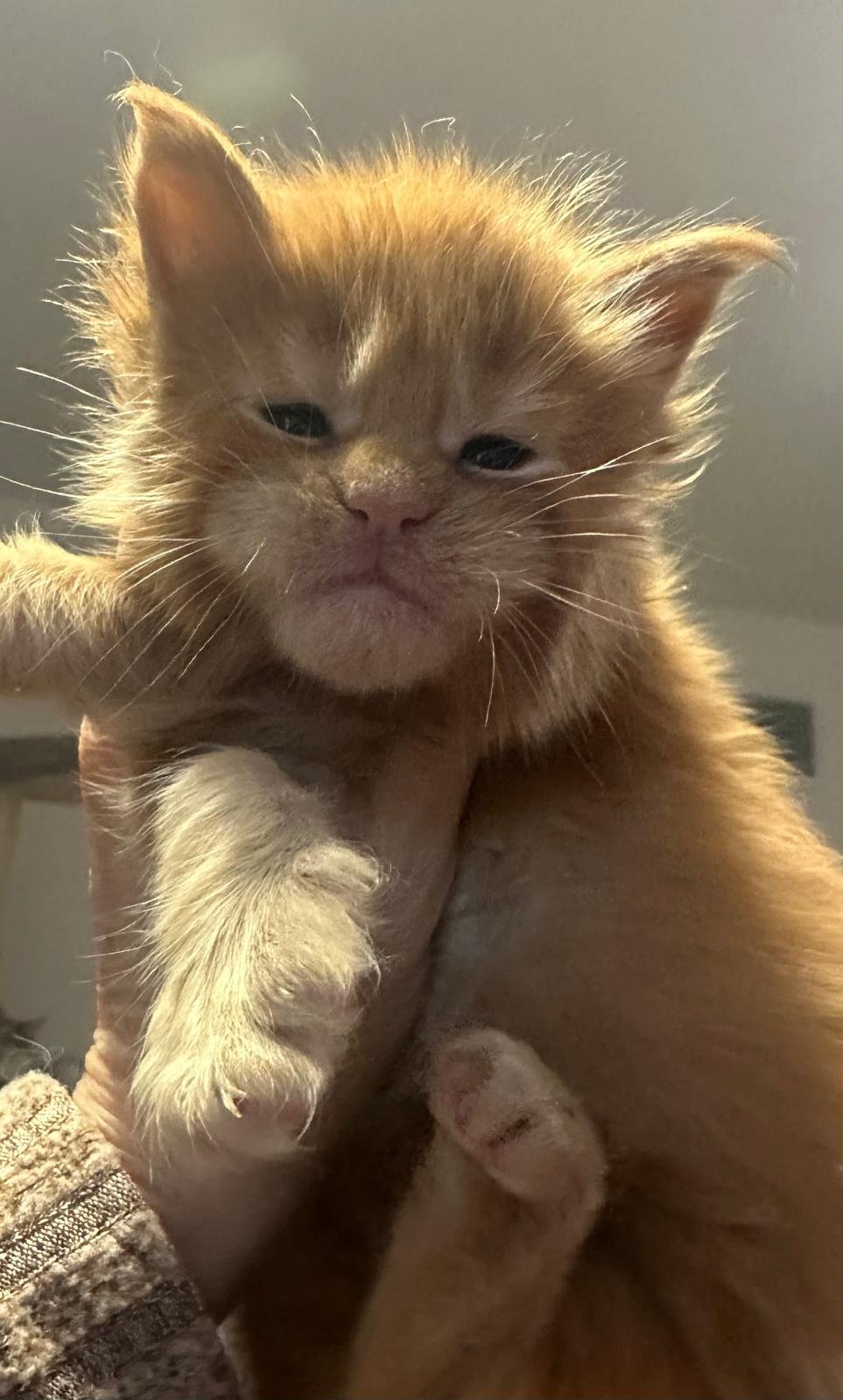 nati il 18 dicembre 2025