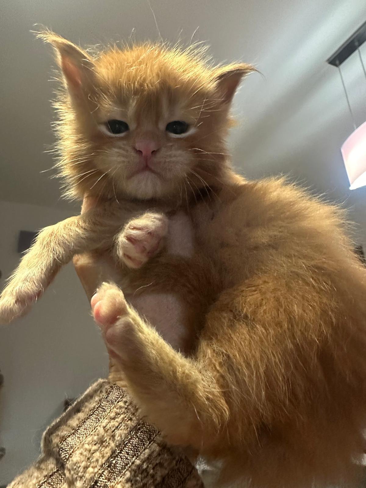 nati il 18 dicembre 2025