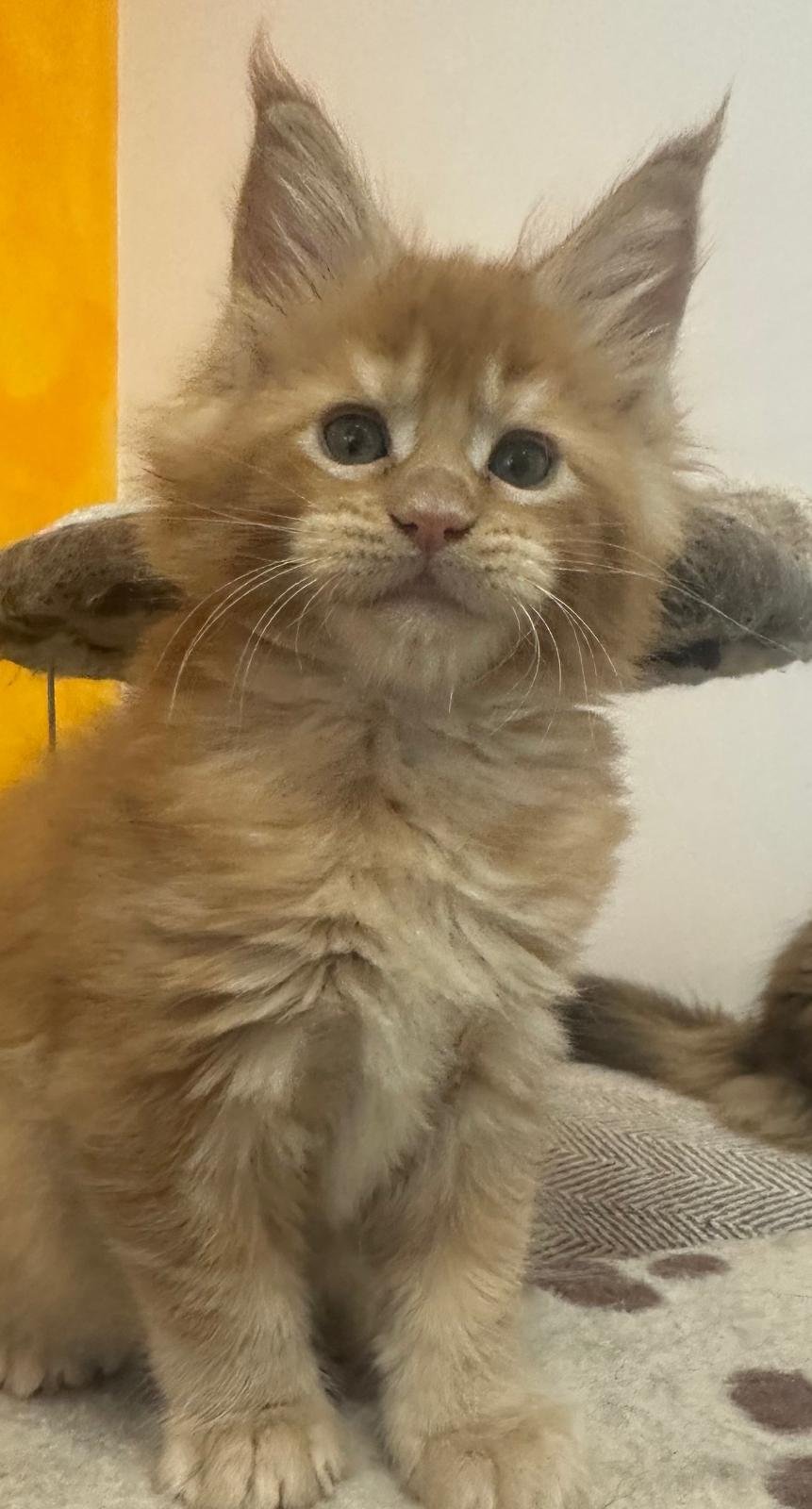 nati il 18 dicembre 2025