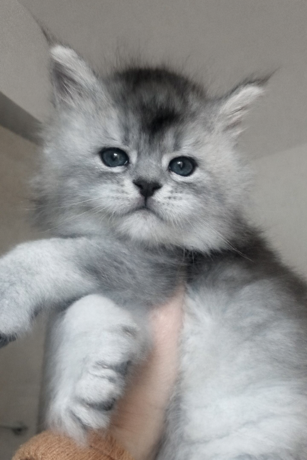 nati il 28 gennaio 2026