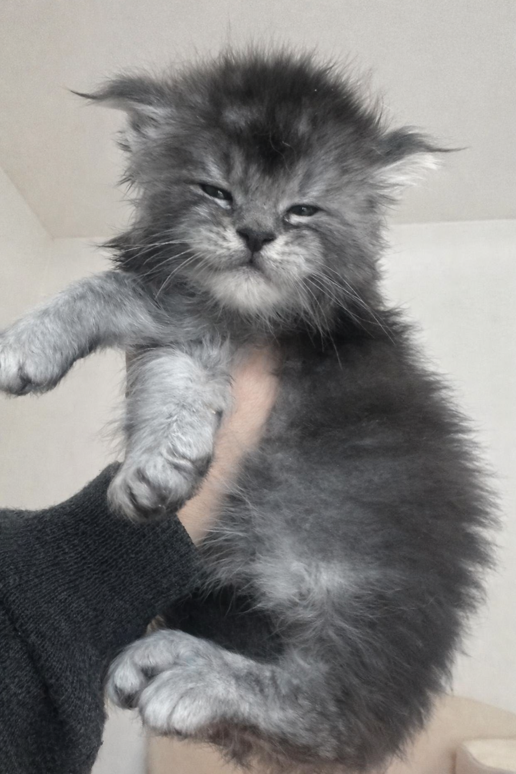 nati il 28 gennaio 2026